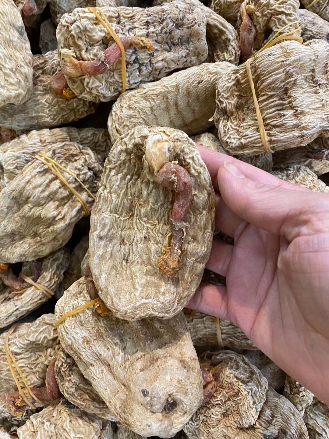 云南野生昭通天麻 云南野生昭通红嘴天麻功效:滋肾补脑,祛风除湿,行气