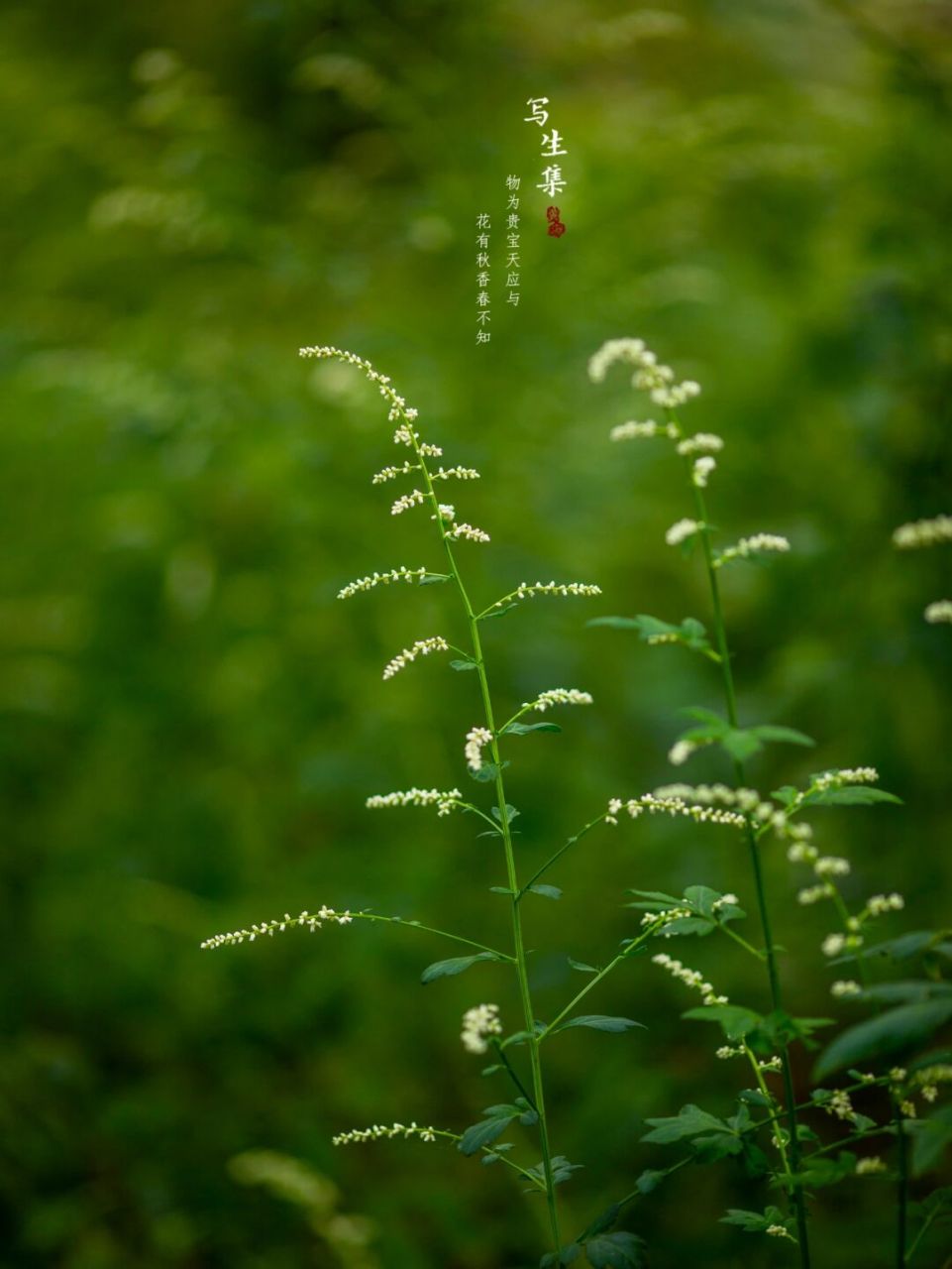 白苞蒿(学名:artemisia lactiflora wall. ex dc.