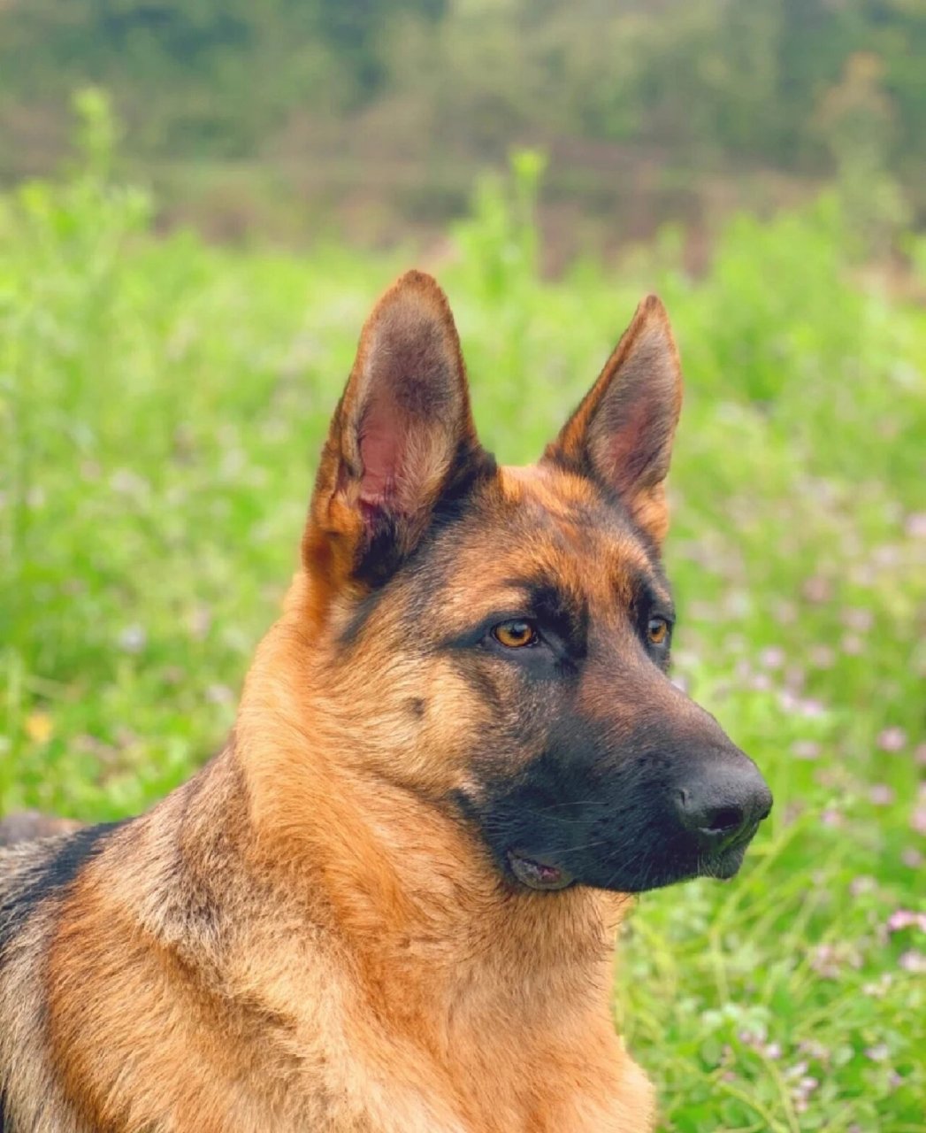免费领养纯种德牧牧羊犬,带证书 纯种德牧幼犬赛级黑背德国牧羊犬,带