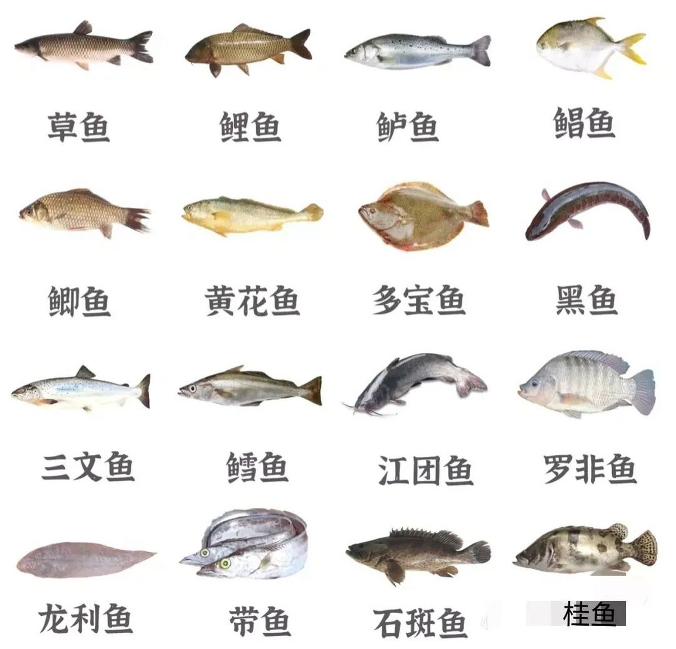 看图识鱼 每次买鱼都分不清种类 只知鱼名 不知鱼形 有了图片 一目了