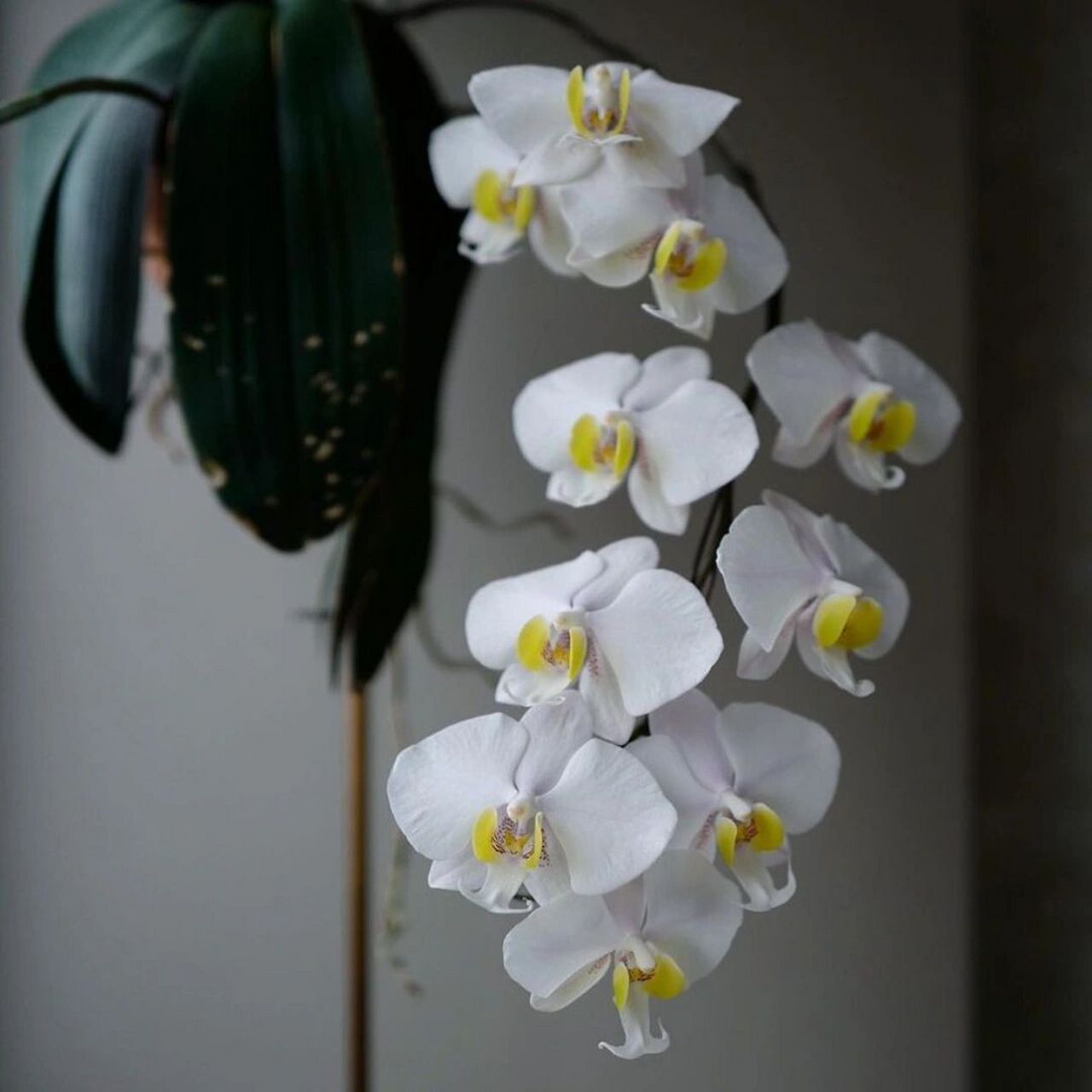 兰花的故事5   菲律宾蝴蝶兰 菲律宾蝴蝶兰phalaenopsis