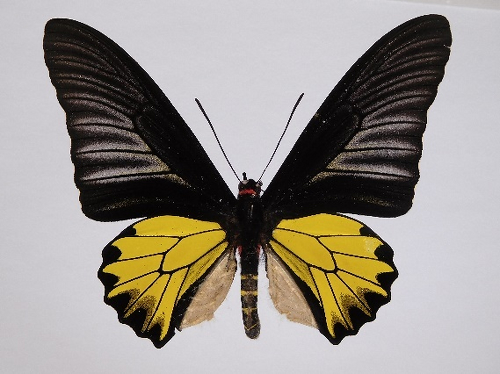 【"最美蝴蝶"金裳凤蝶现身广州市中心,为国家二级保护动物】8月28日