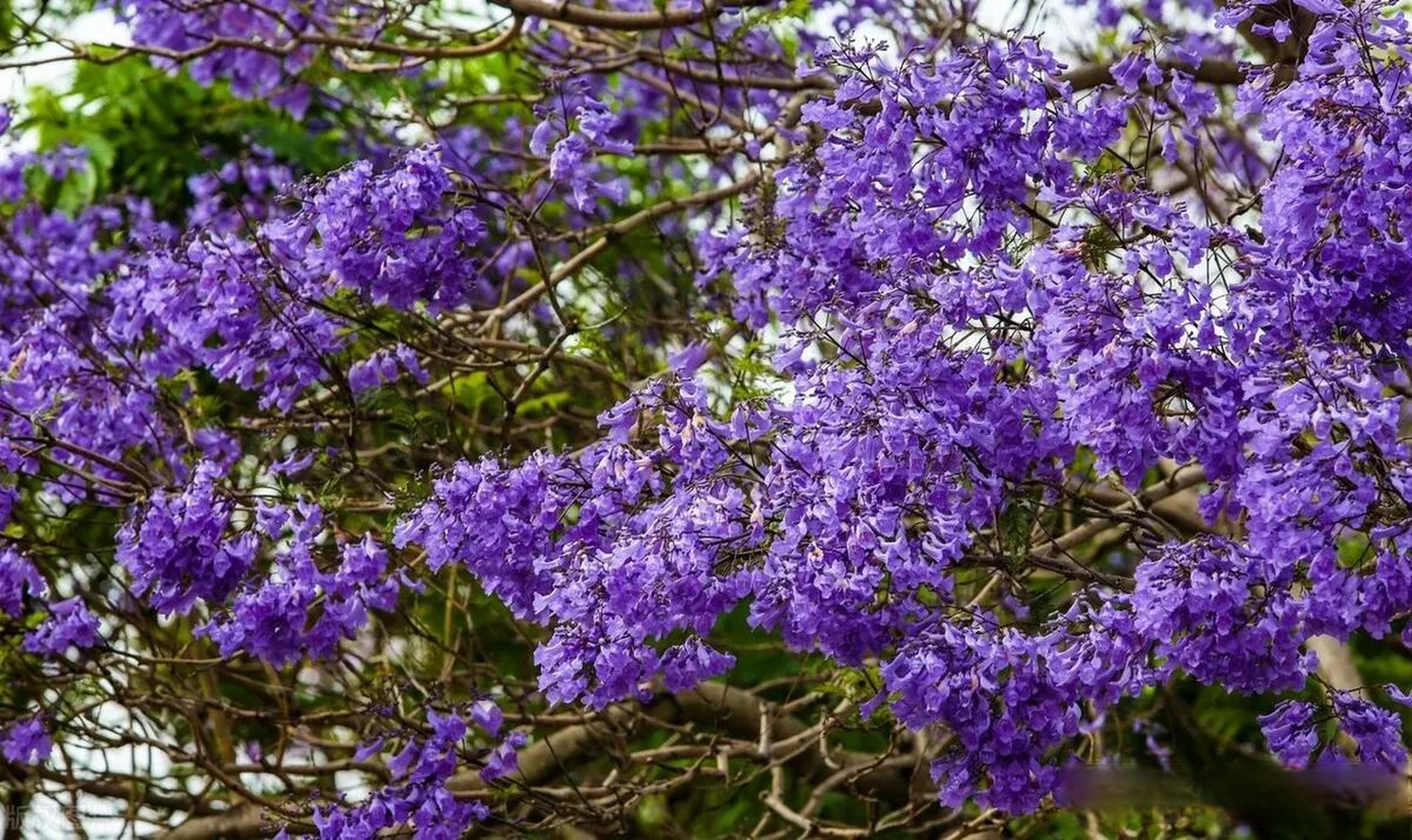 don )是紫葳科蓝花楹属的落叶乔木,叶对生,花蓝色,花萼筒状,花冠筒