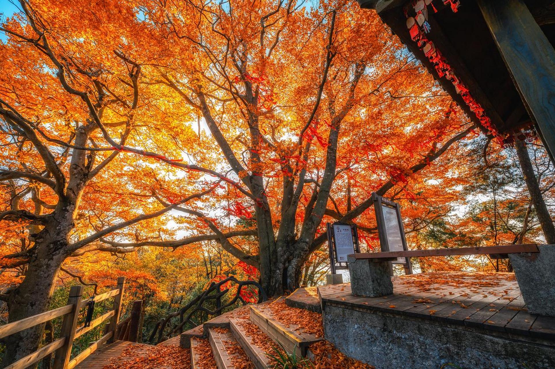 秋季是探访巴中光雾山的绝佳时机,这里将给您带来视觉和心灵的双重