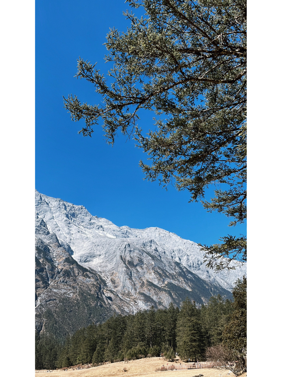 云杉坪/蓝月谷 往返坐车 抢票攻略 避坑 重点:不是非包车不可 返程有