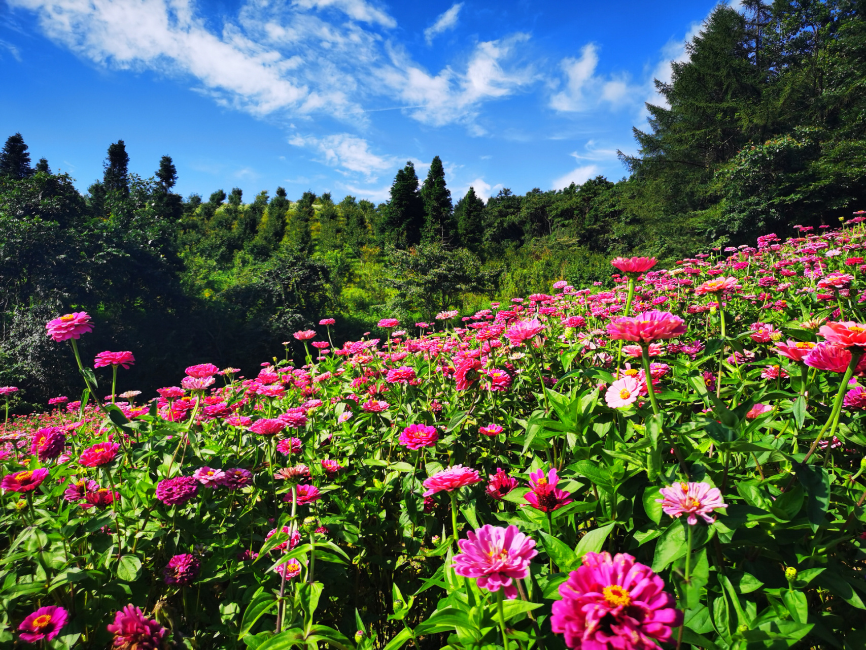 值得打卡地之野三关森林花海 地址:位于湖北省恩施土家族苗族自治州