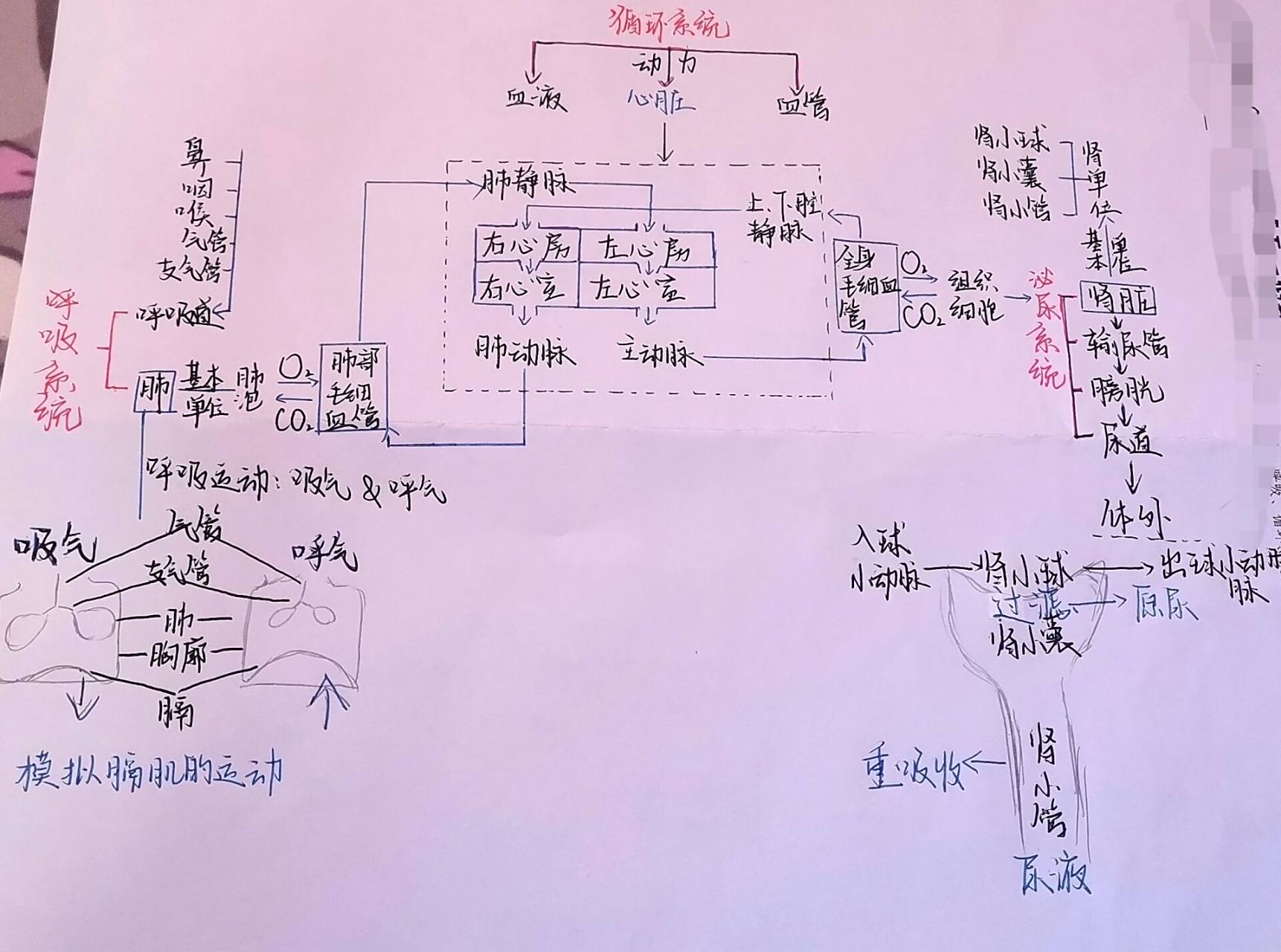 七下人教版生物学:消化,呼吸,循环,泌尿系统的整合思维导图!