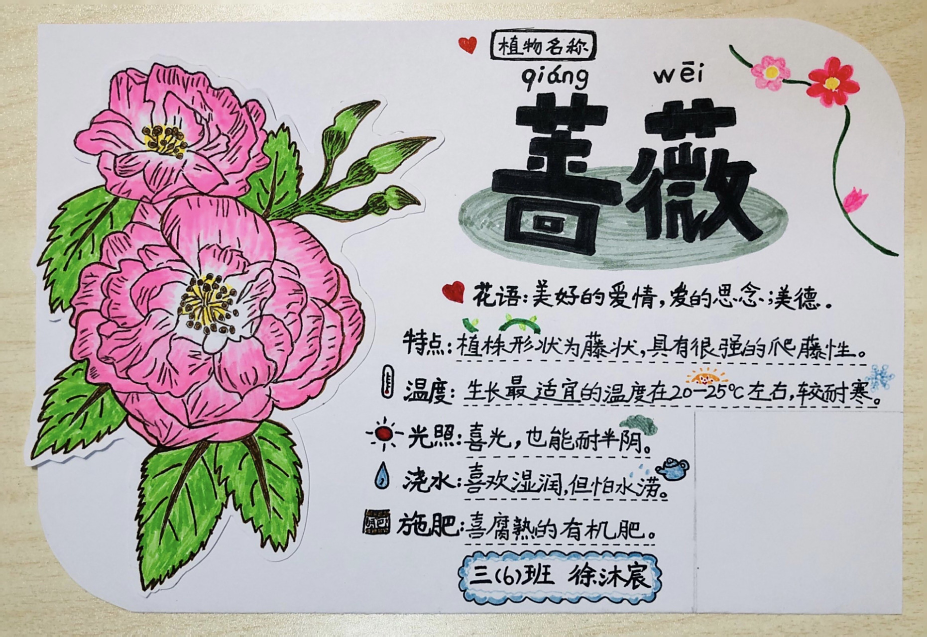 《蔷薇》植物名牌 手绘植物名片介绍