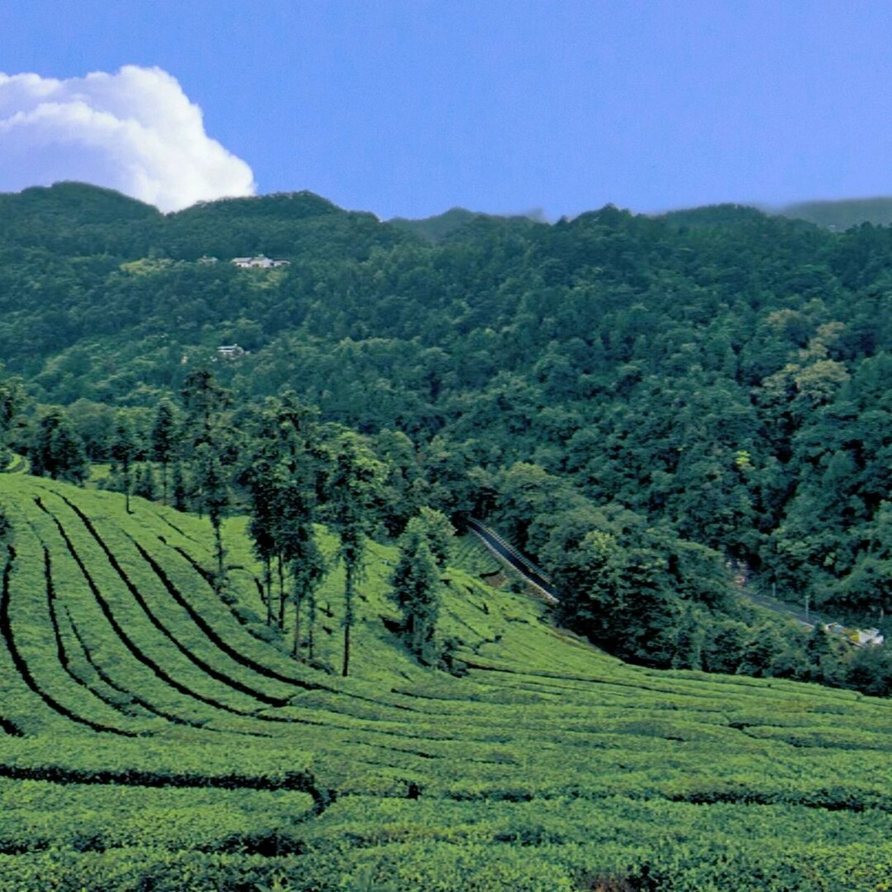 周末好去处  五峰茶园 周末去哪玩儿 五峰最美茶园青岗岭 (被誉为"