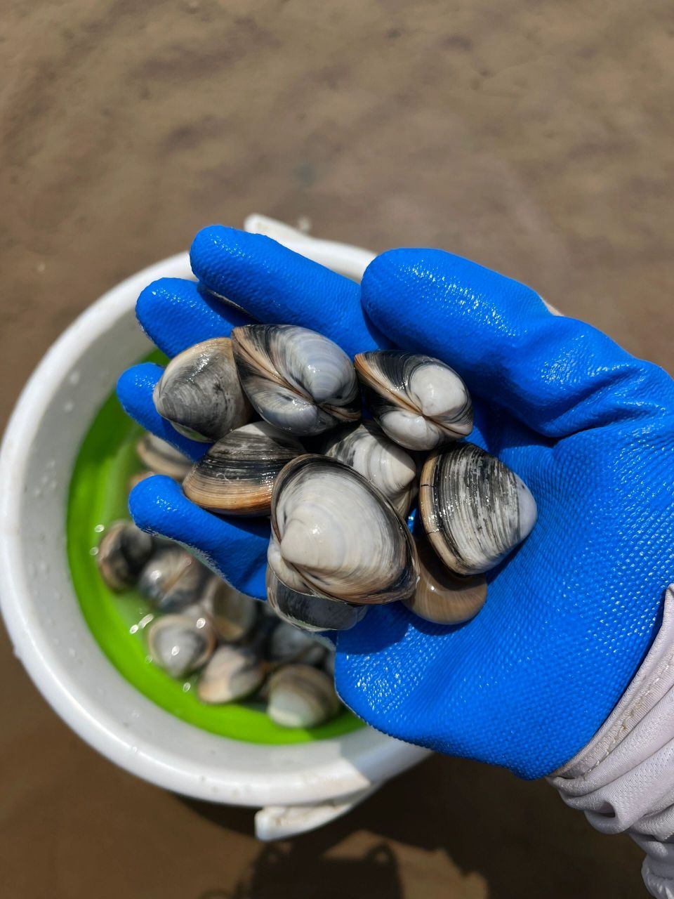 金泥湾赶海 7月下旬来金泥湾挖蛤蜊,挖到手抽筋~ 看好潮汐表「最后一