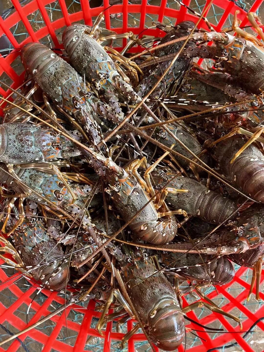 纯野生,肉甜鲜q,性价比超高,部分带虾膏,支持做法,清蒸,熬粥,干煎