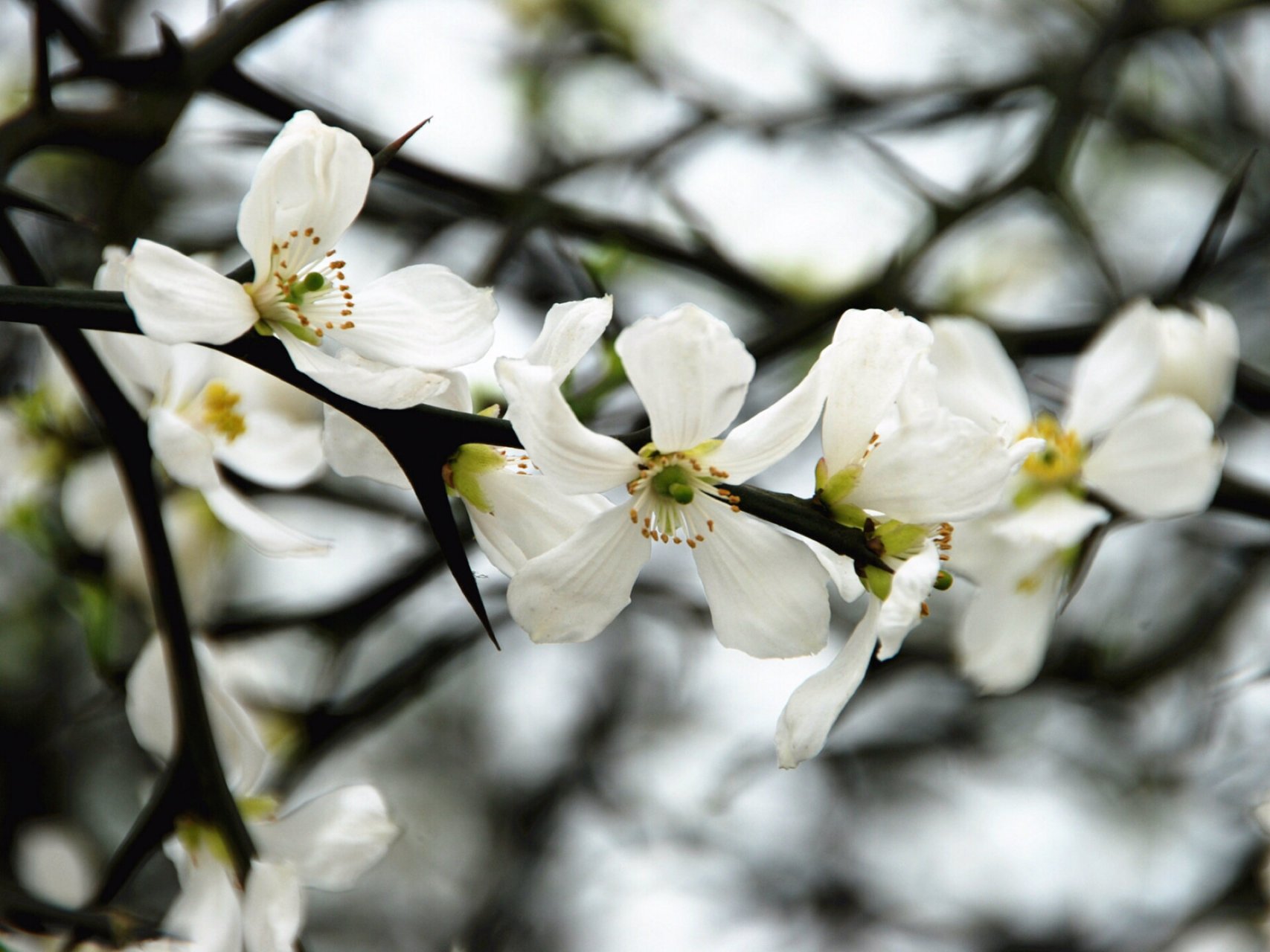 每日一花|枳花 枳花:别名枳实,臭橘,橘红等.