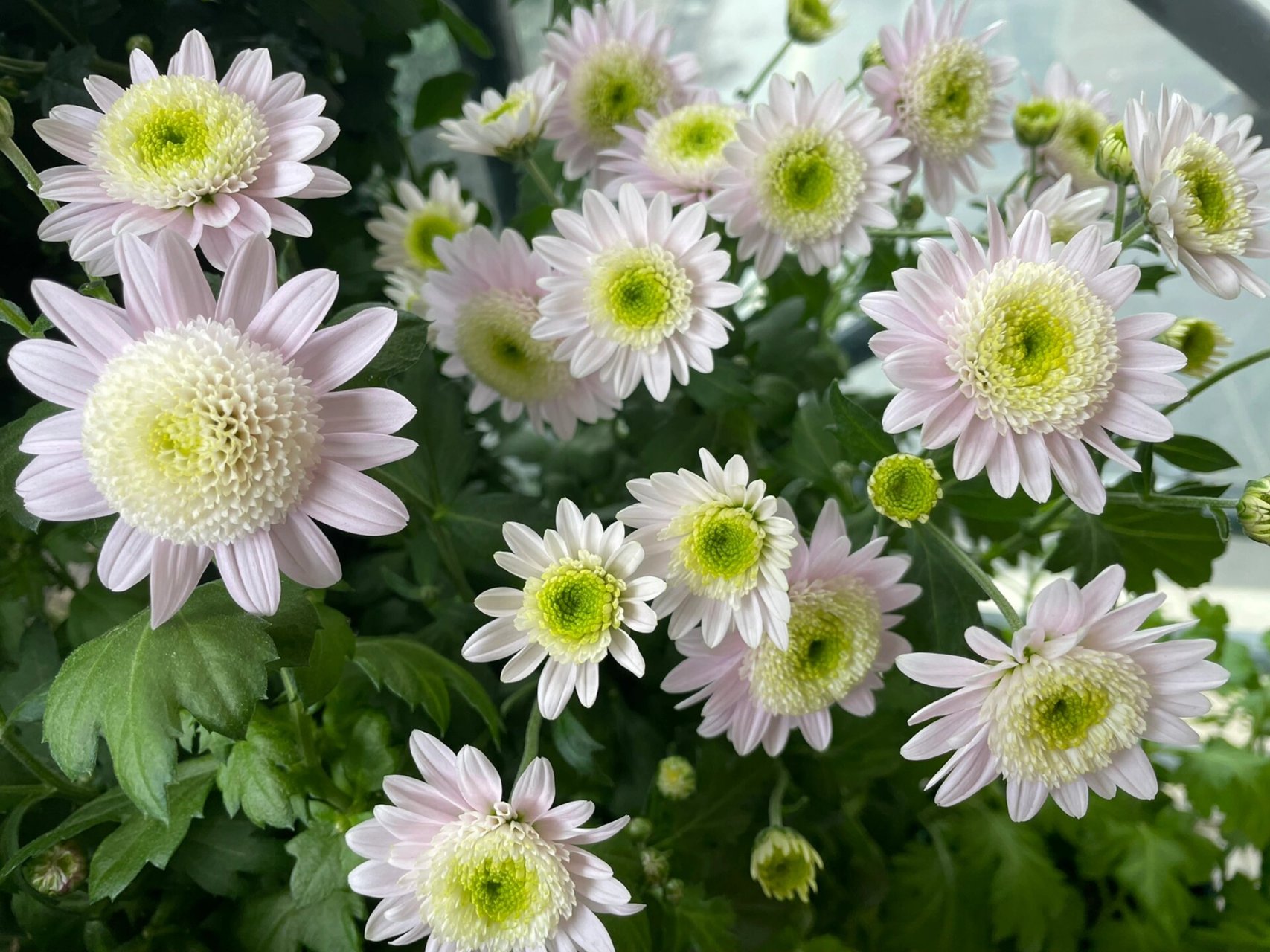 粉绣球,切花菊 #菊花# #花园# #粉绣球##种花# #花束