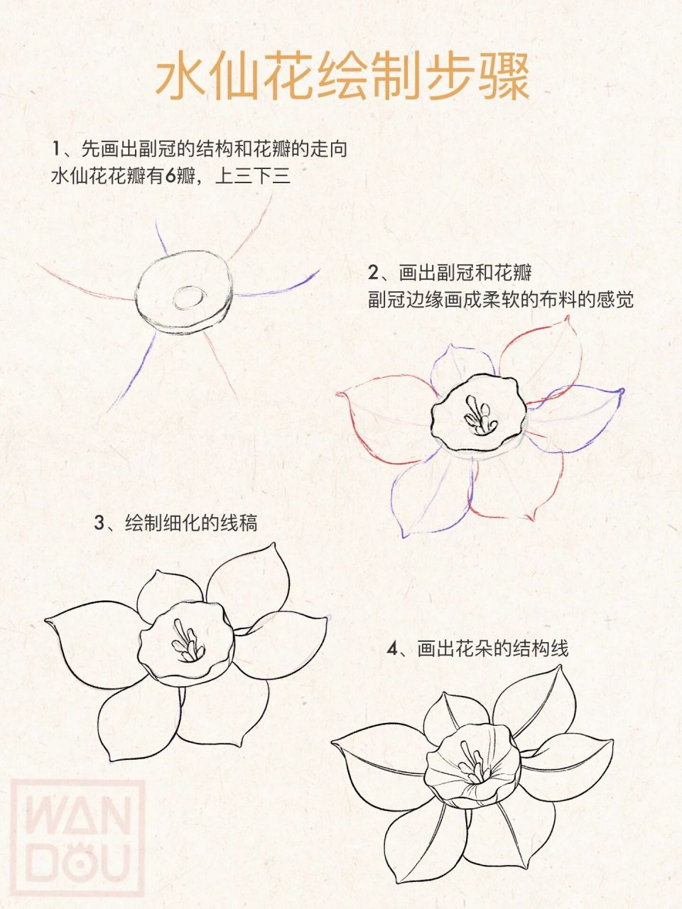 水仙花的简单画法图片