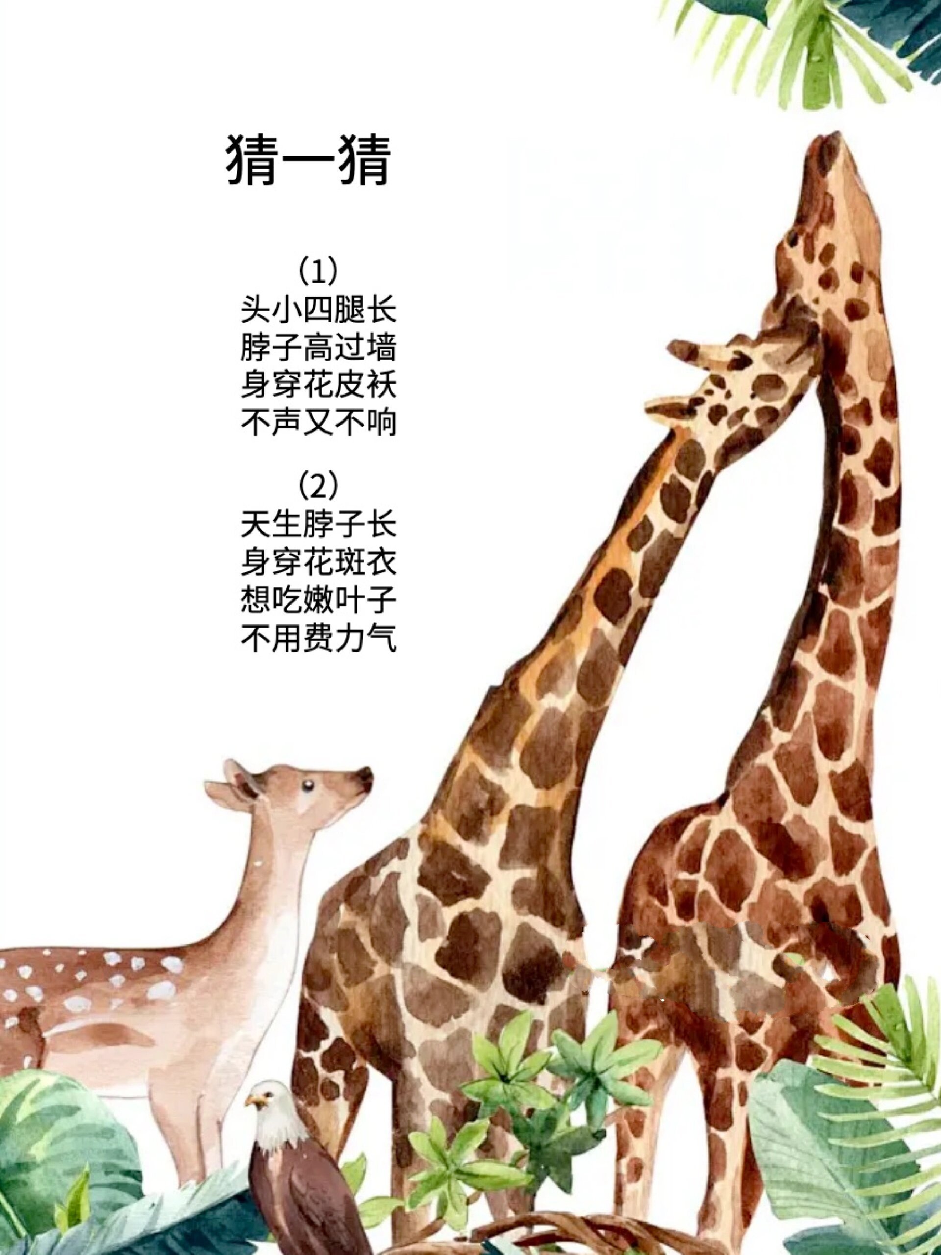 🦒长颈鹿科普知识❗身体结构,特征,拓展