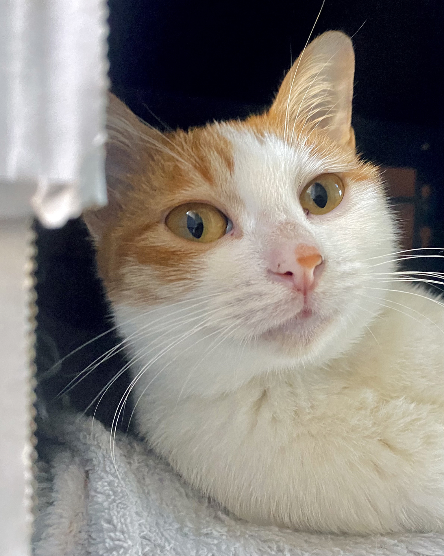 无敌超乖黄白猫猫免费领养 领养要求: 1. 有养猫经验. 2.