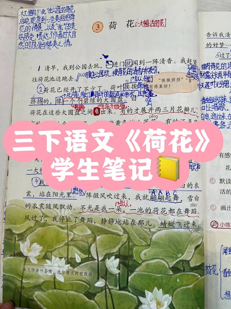 三下语文《荷花》学生笔记 #小学语文# #三年级语文# #小学语文课堂