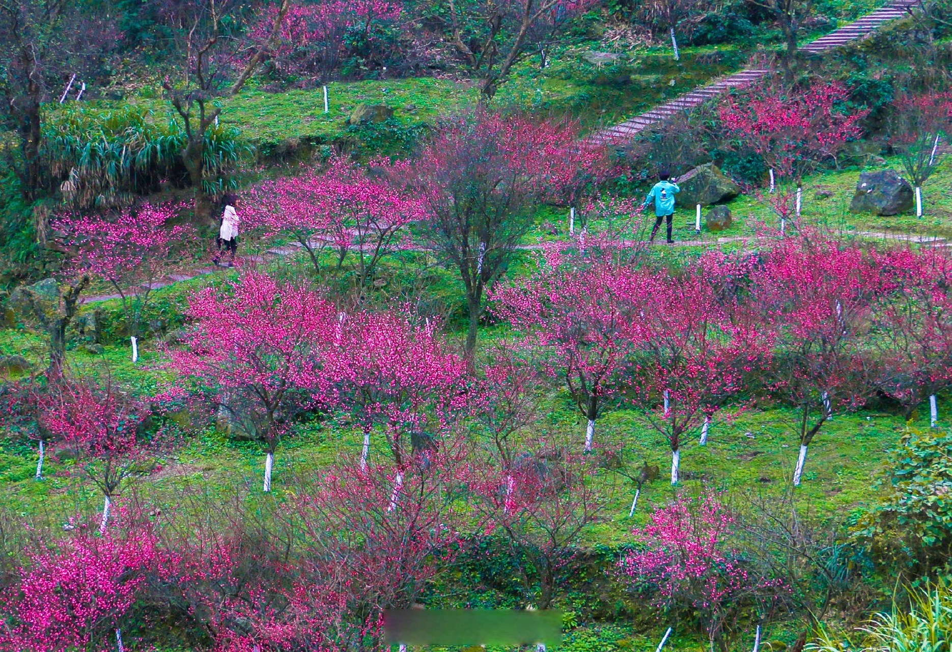 梅山镇梅峰村图片