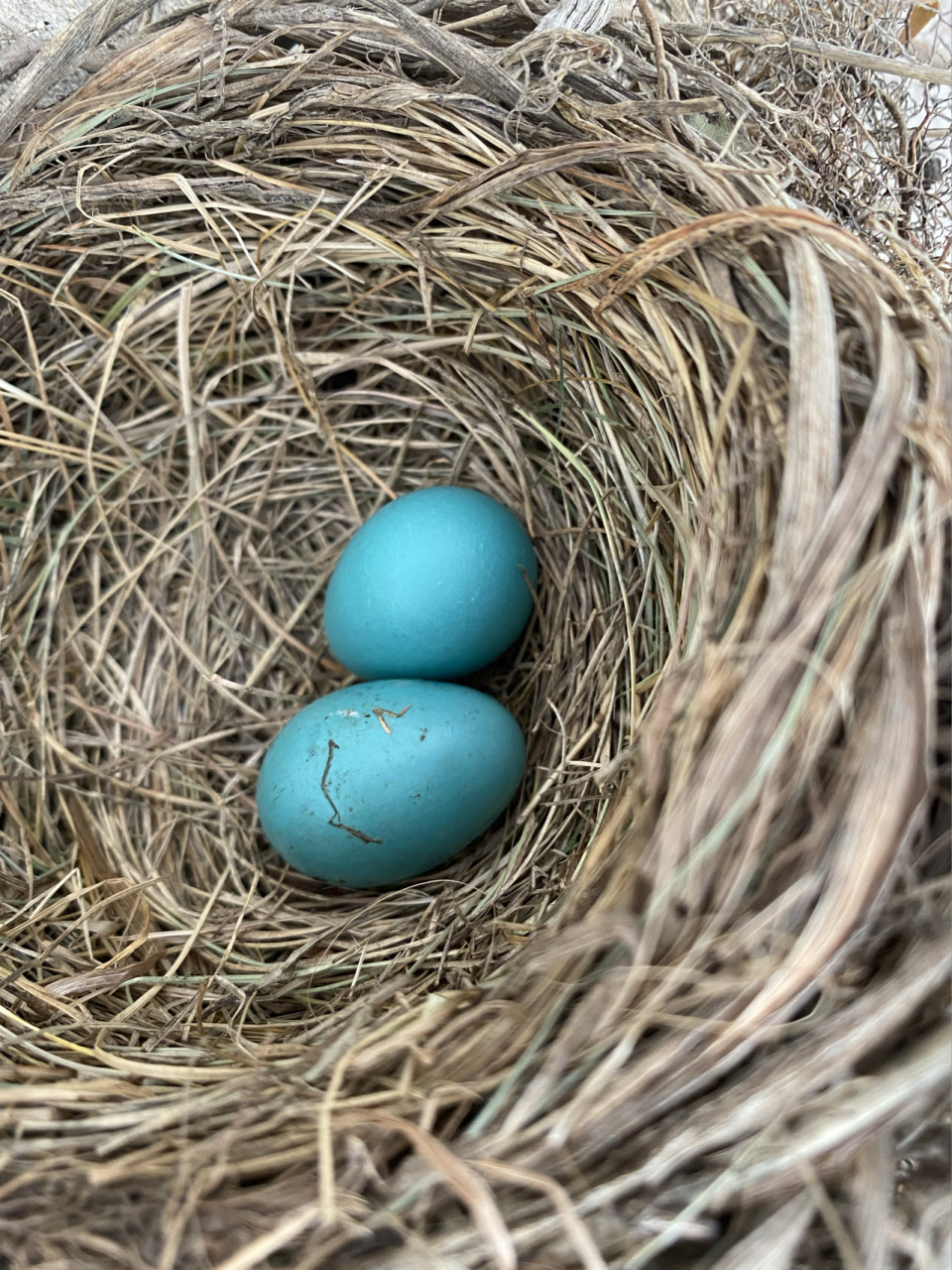 像鸡蛋一样大的鸟蛋,而且是绿松石颜色!