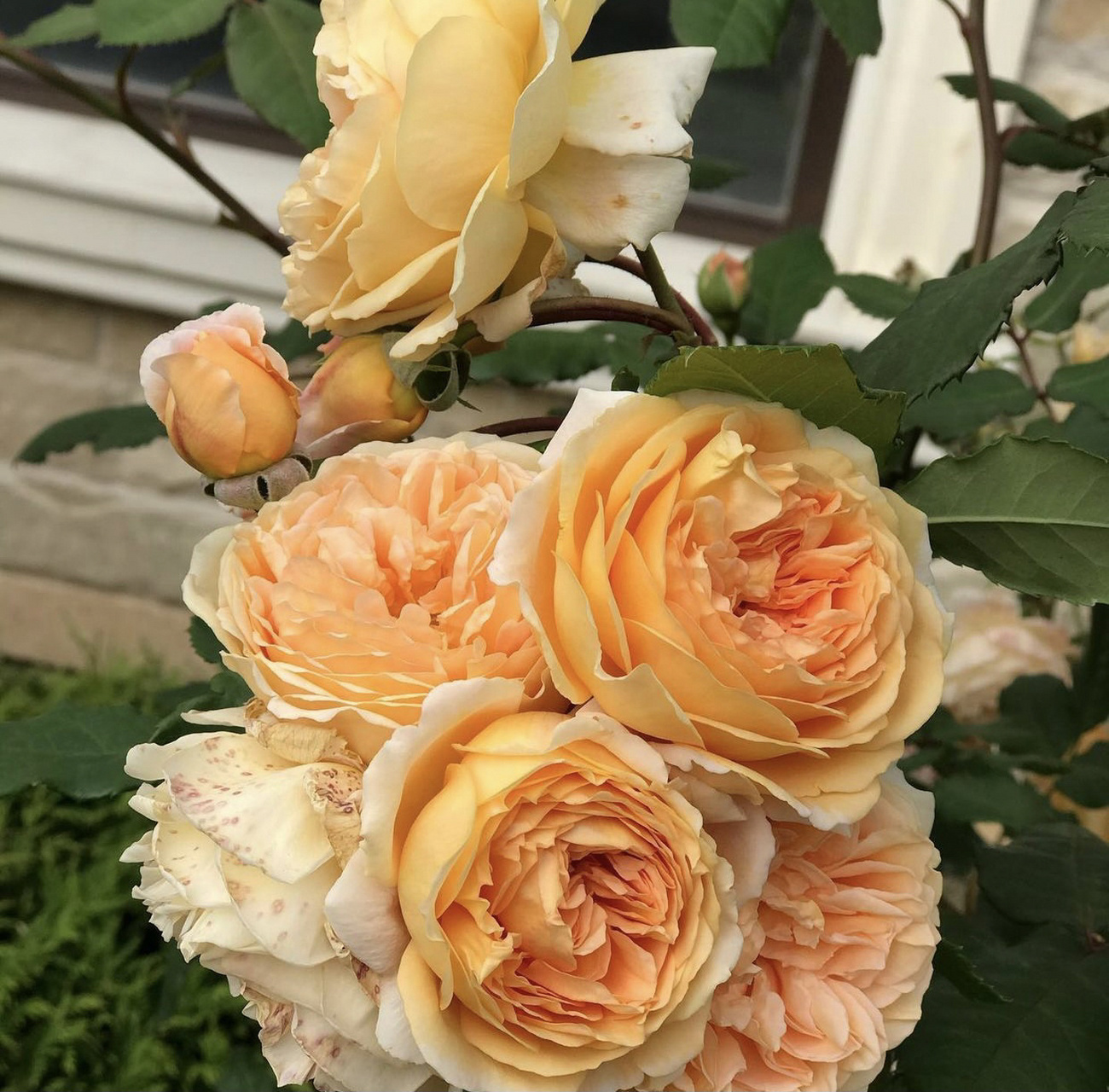 英国月季黄金庆典的优缺点分析～ 名称:	golden celebration 类型:	可