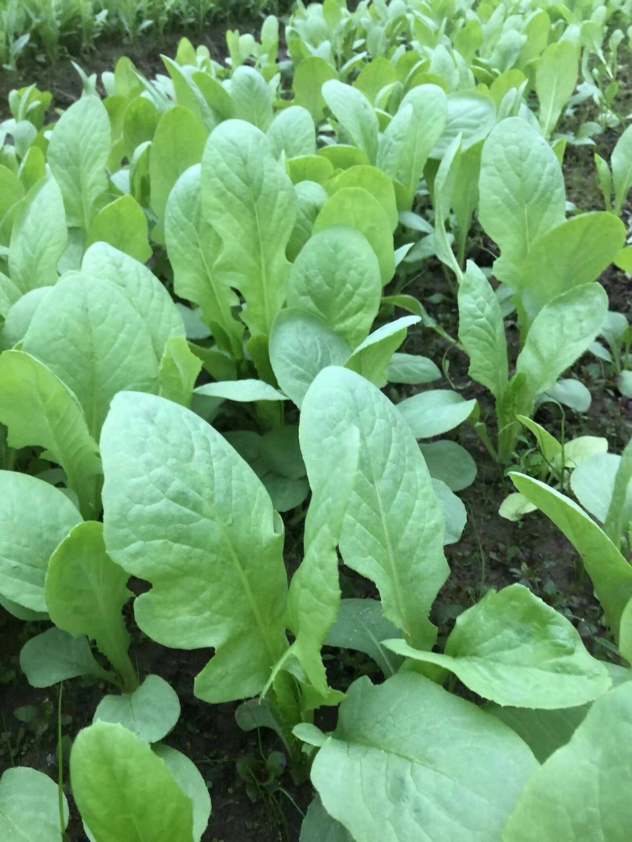 苦麦菜 秋冬 阳台田地可种