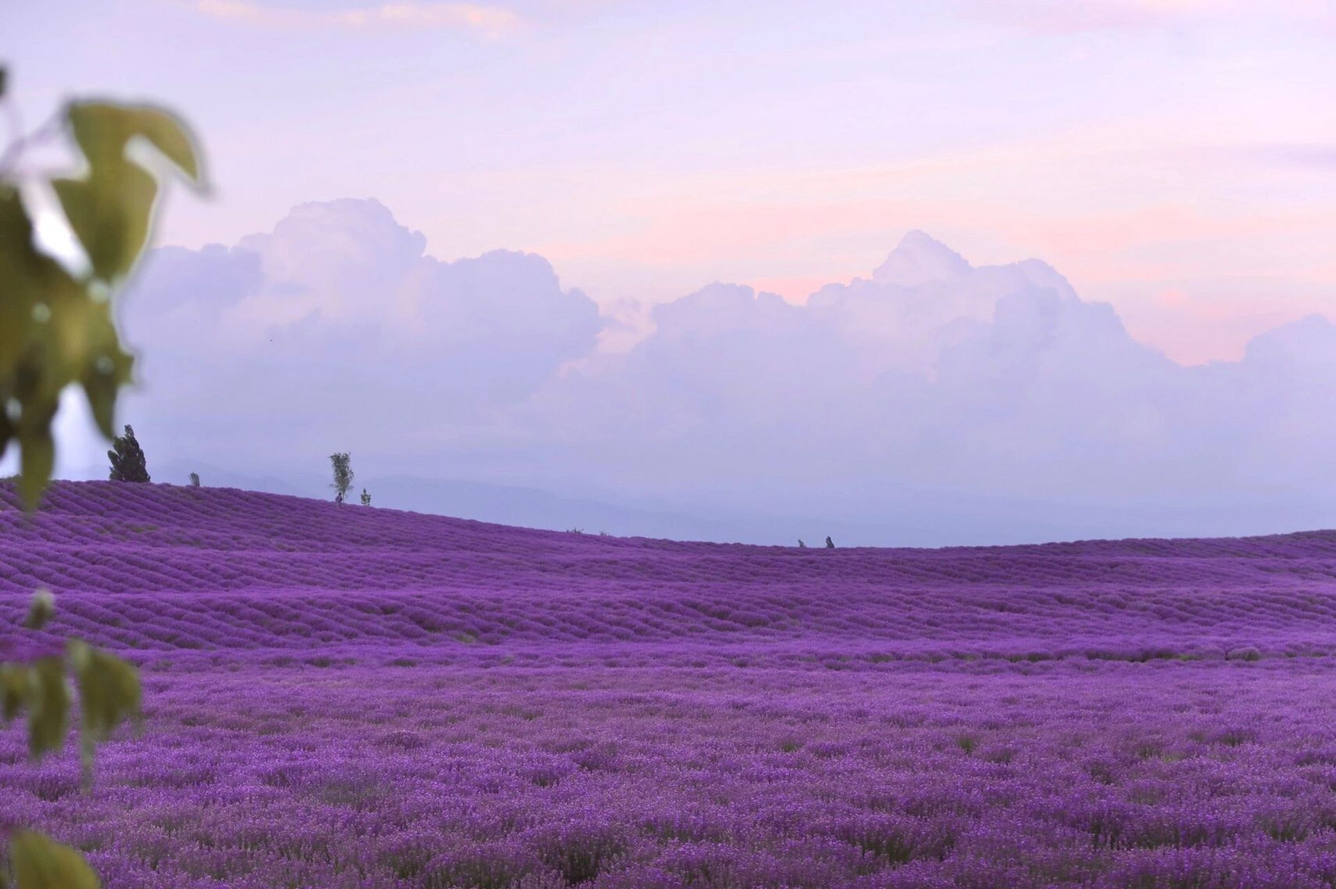 攻略 | 新疆的夏天是伊犁的 霍城薰衣草美绝 6月伊宁的薰衣草是最美的