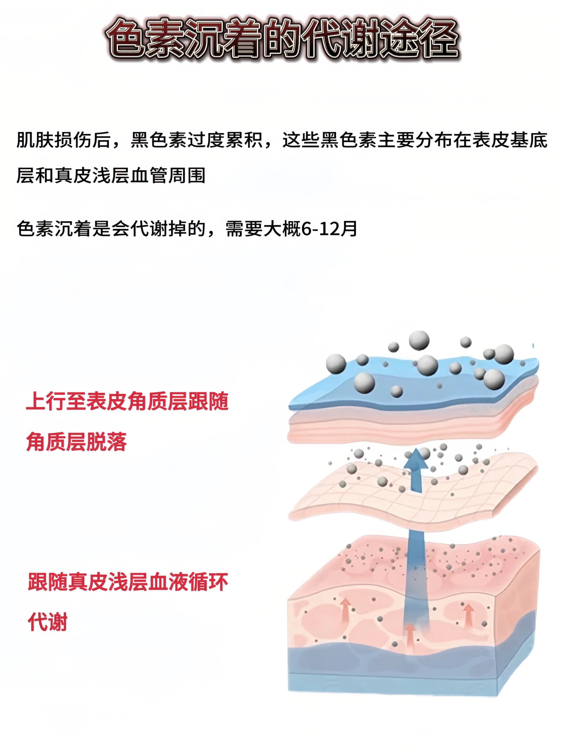 层析液色素分布图片