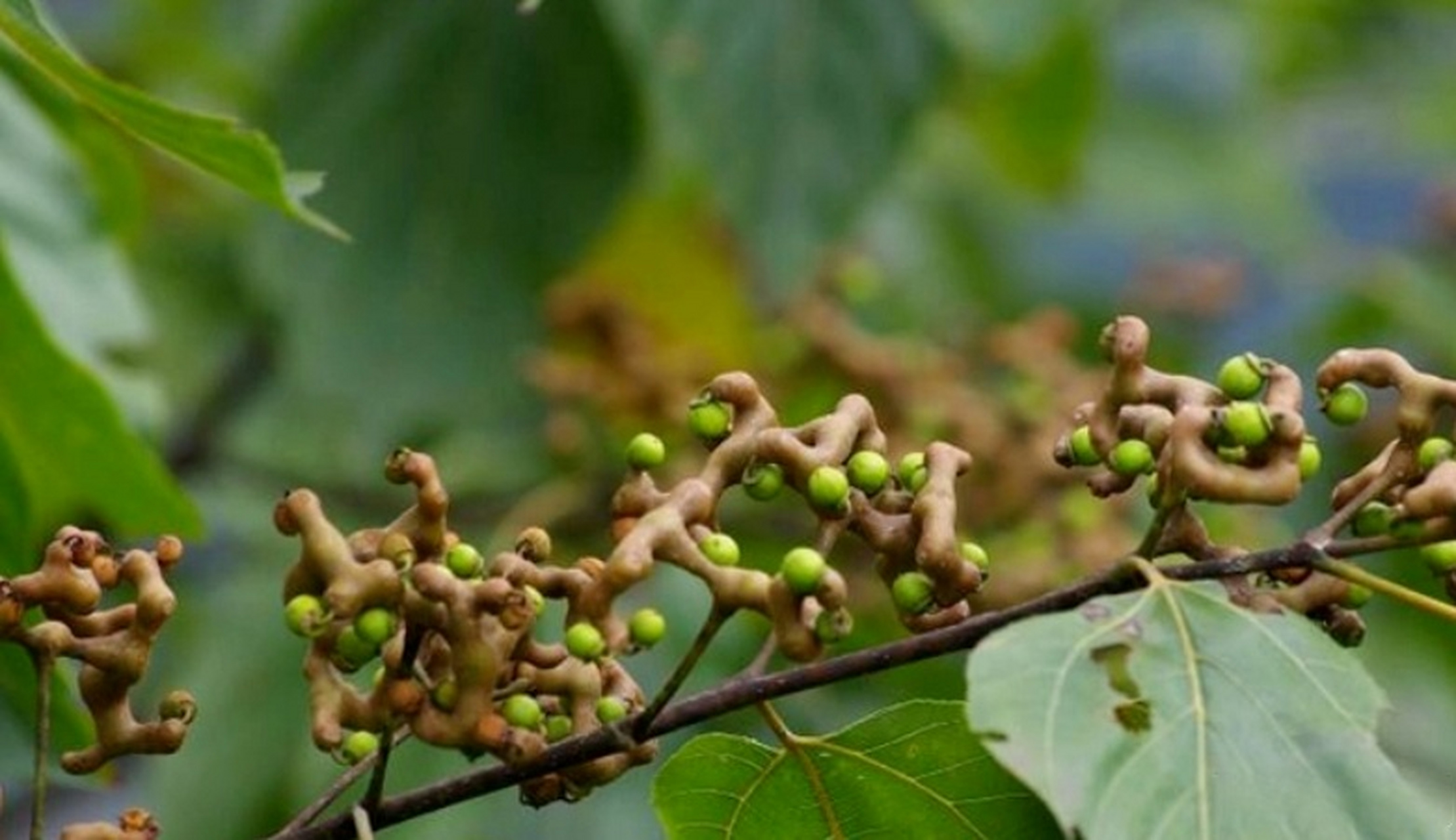 [网页链接]       "枳椇"的正确读音为zhǐ jǔ.