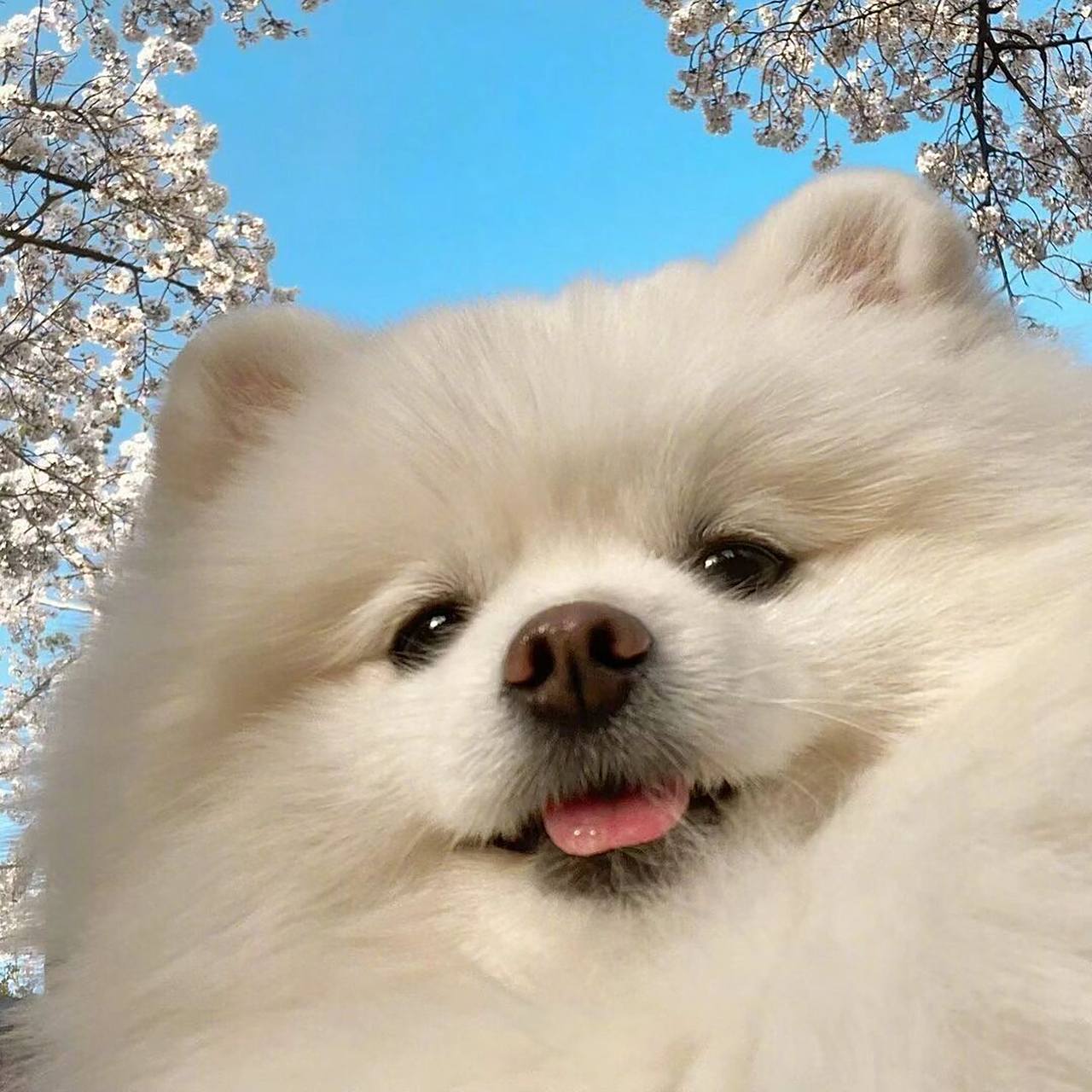 女生头像 可爱狗狗头像 萌妹头像 潮图集 你骂我一定是因为你不了解我