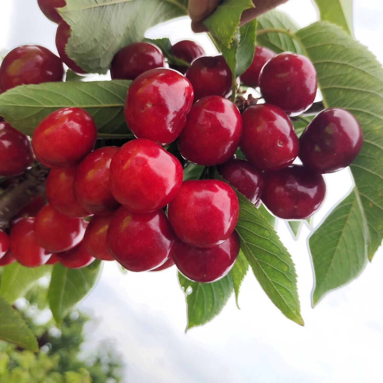 压轴品种——冰库大樱桃爆单6015 今天上海部分地区可以正常发