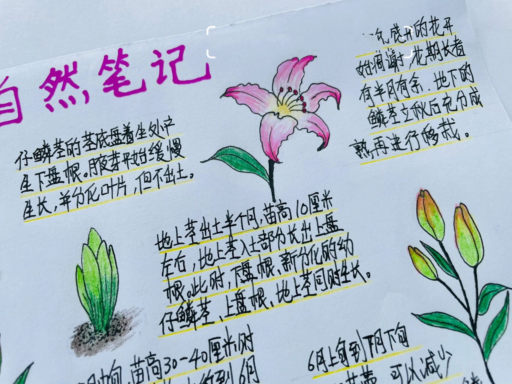 原创自然笔记 喜欢百合花的朋友有没有观察过它们的生长过程呢?