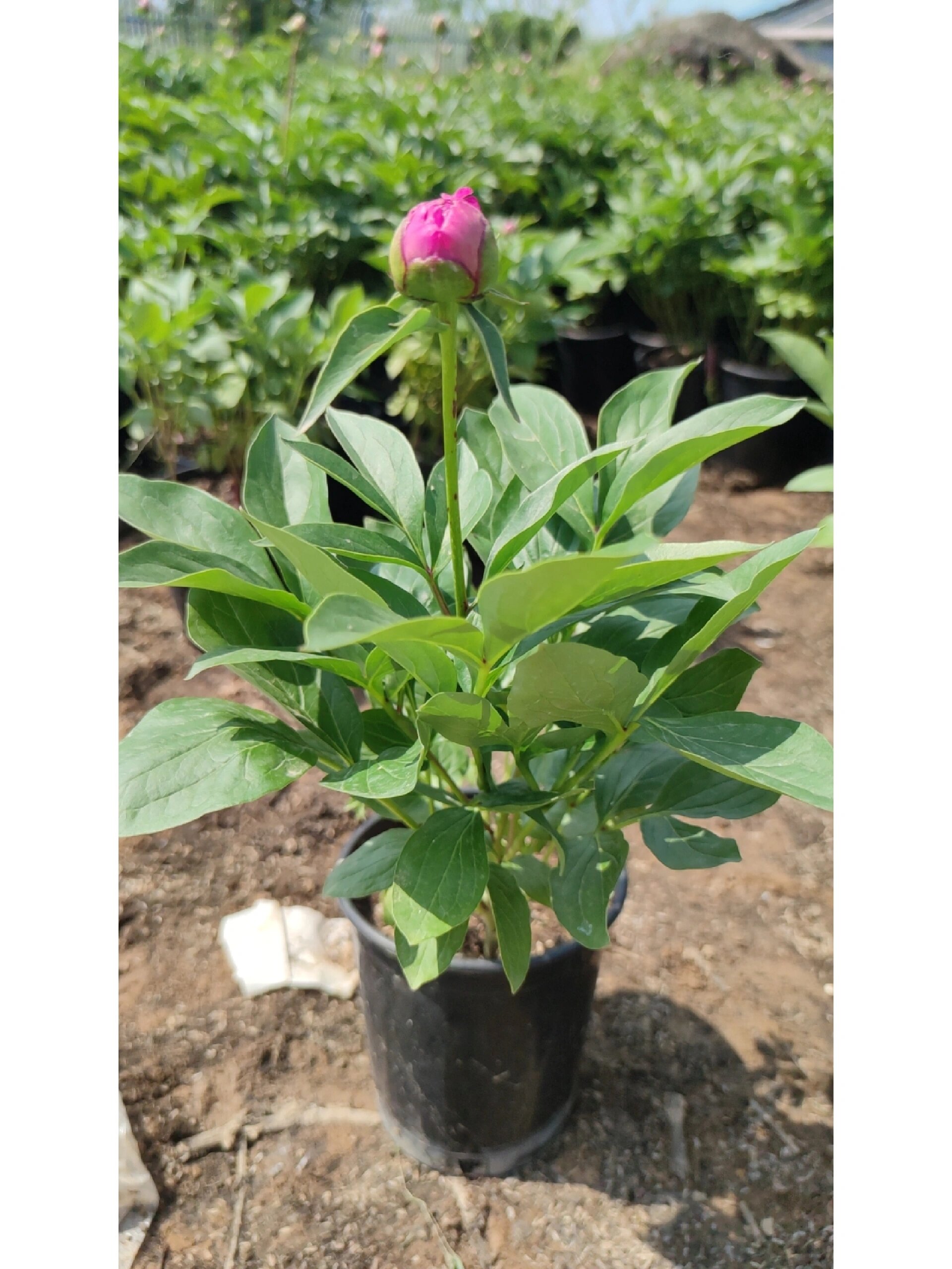 适合盆栽的芍药品种有哪些