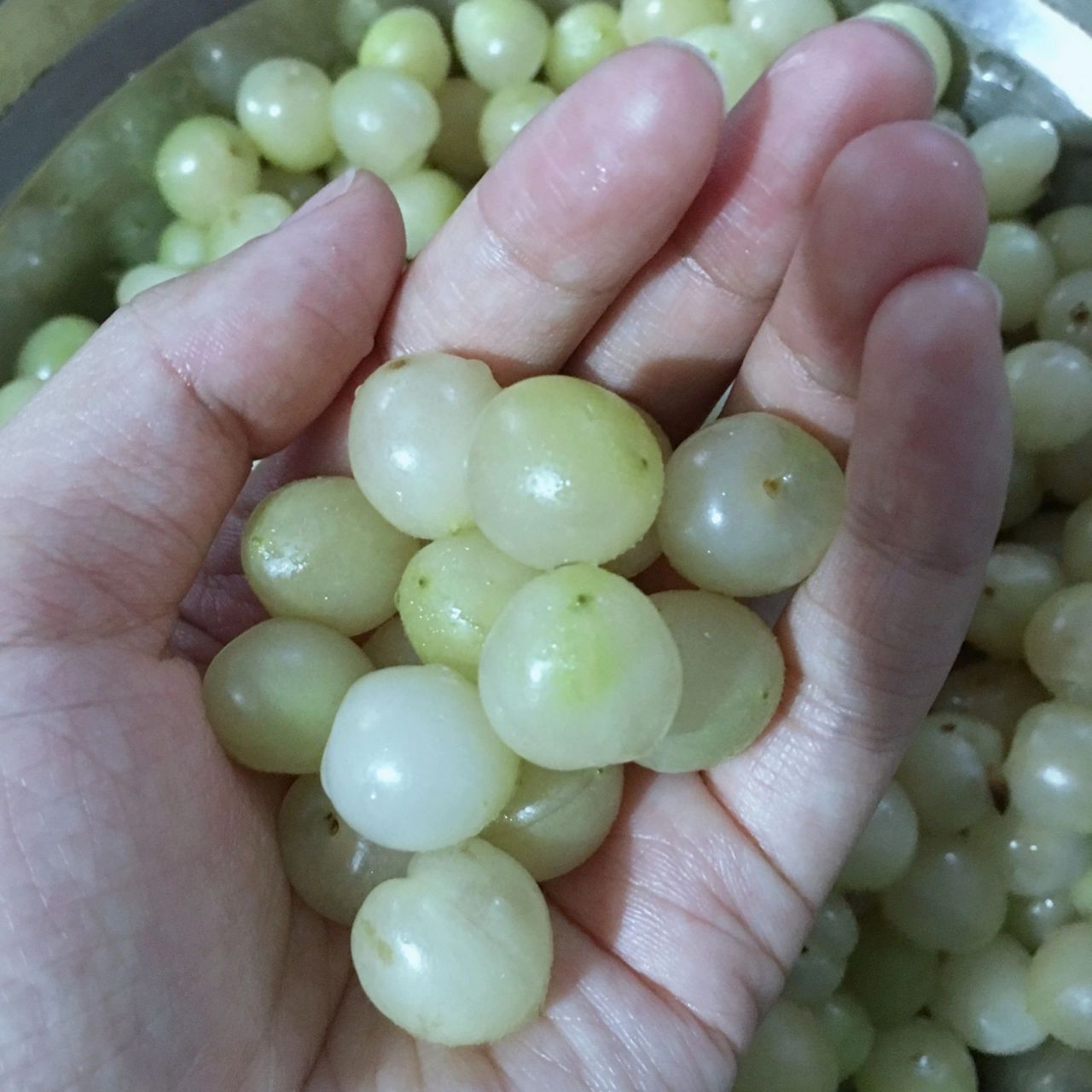 90白樱桃白玉樱桃 你没见过的樱桃品种 很多人没见过白色的樱桃.