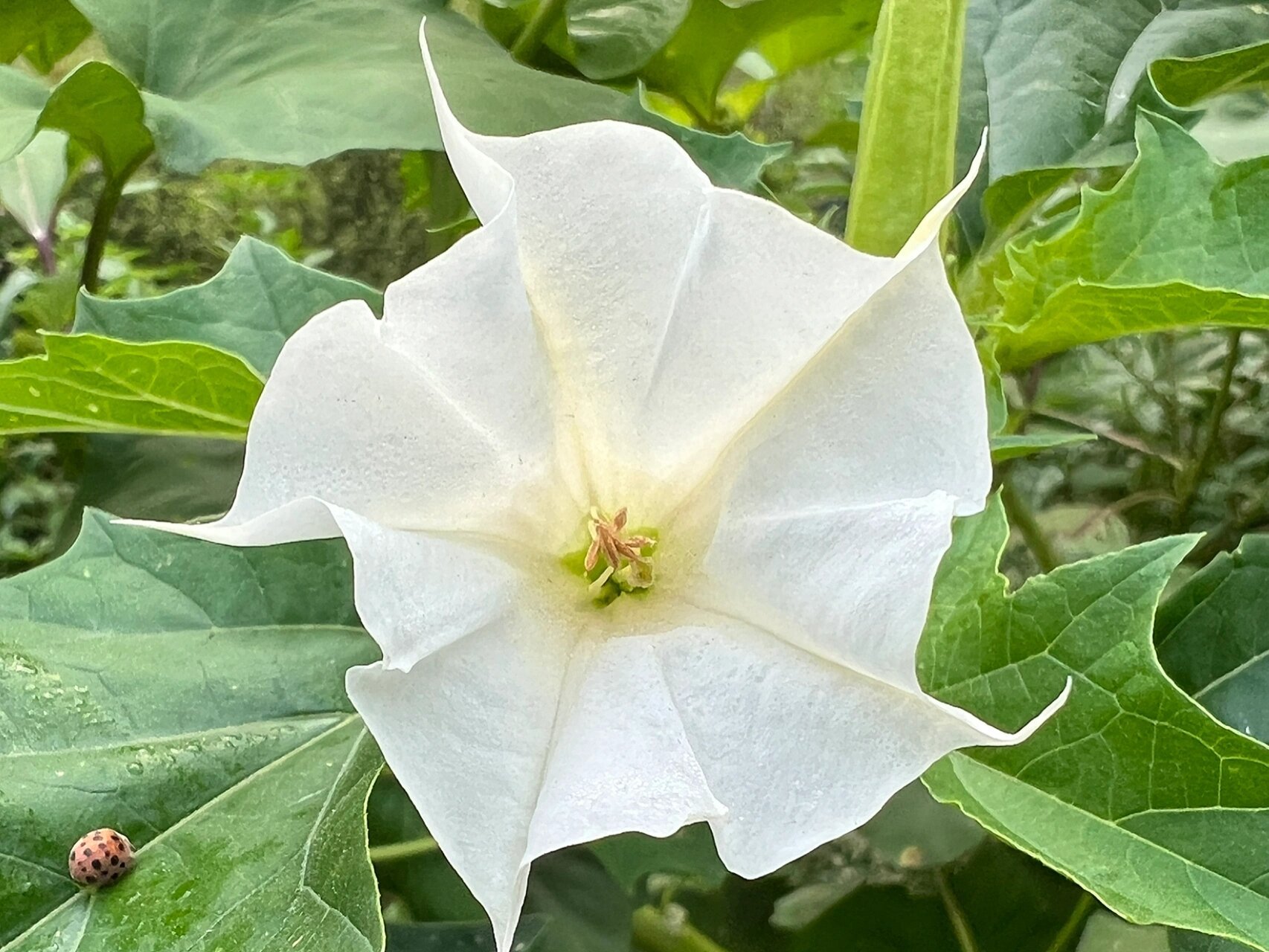 中药曼陀罗花图片大全图片