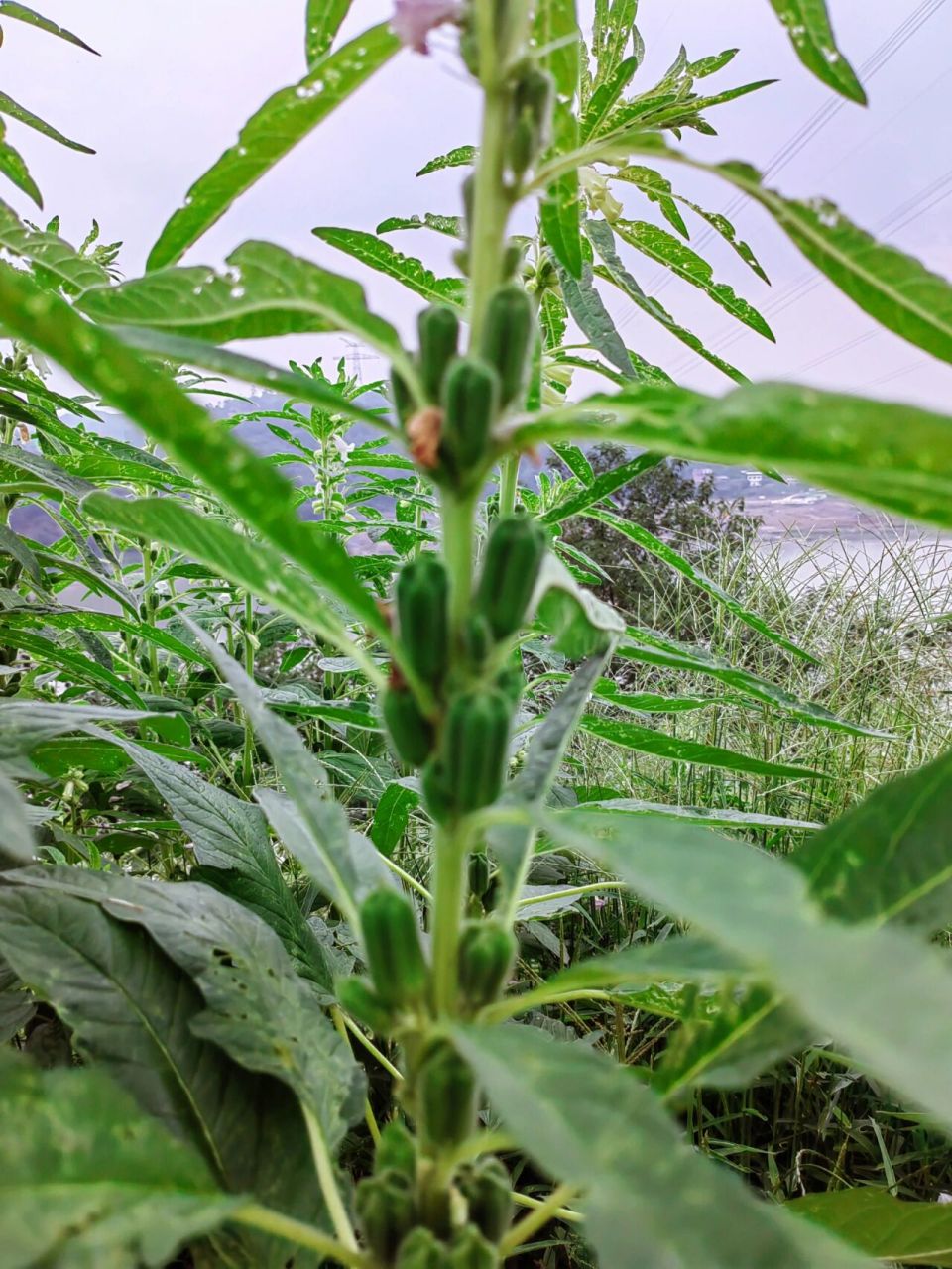 揭秘芝麻树98 长这么大才知道芝麻树长这样,第一眼看还以为是什么