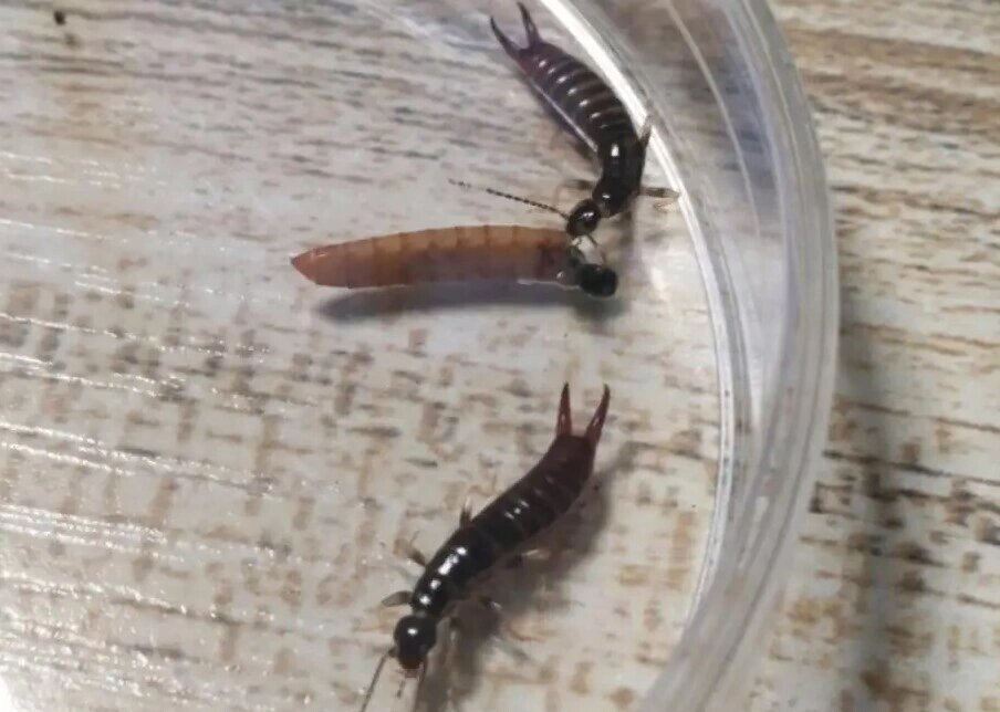 卫生间有蠼螋怎么回事 厕所比较潮湿,蠼螋也叫夹板虫喜欢在厕所活动