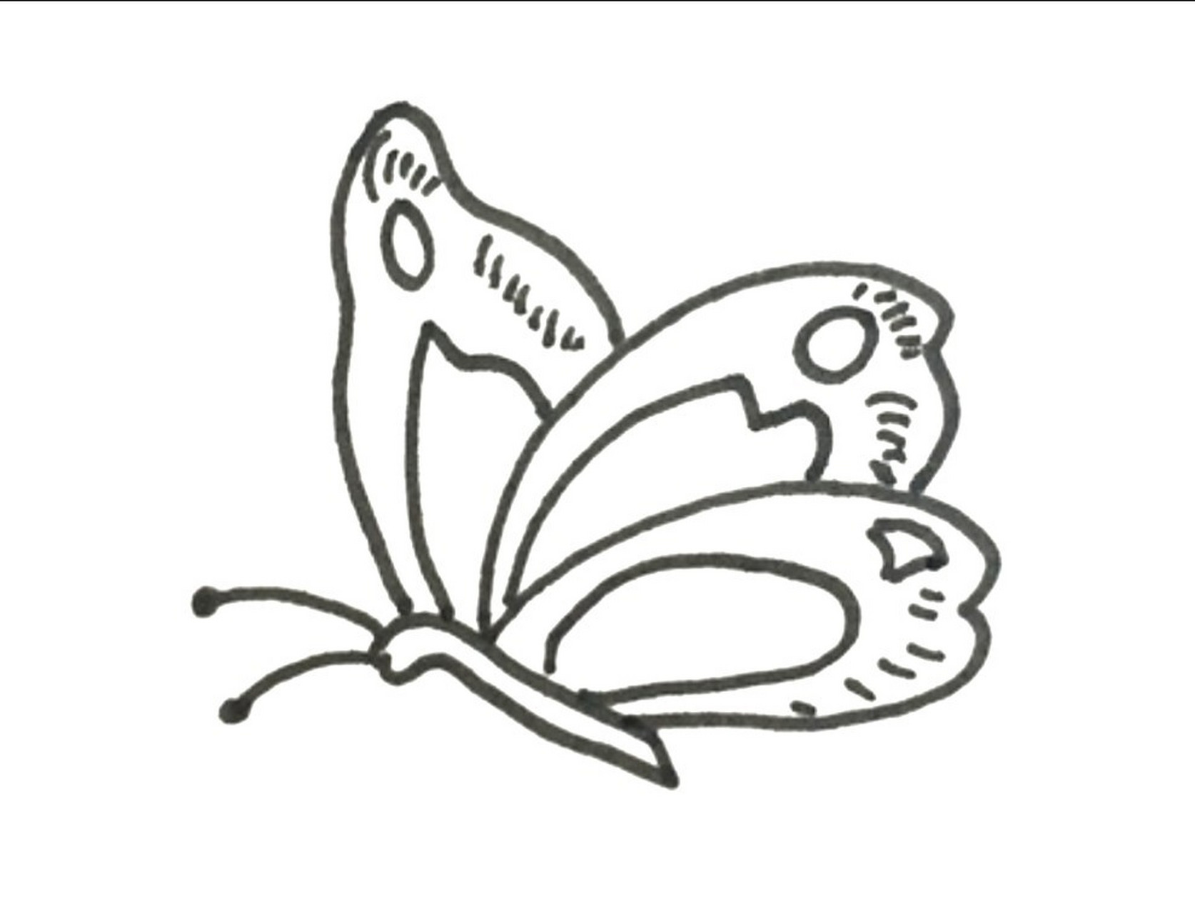 小蝴蝶简单画法图片