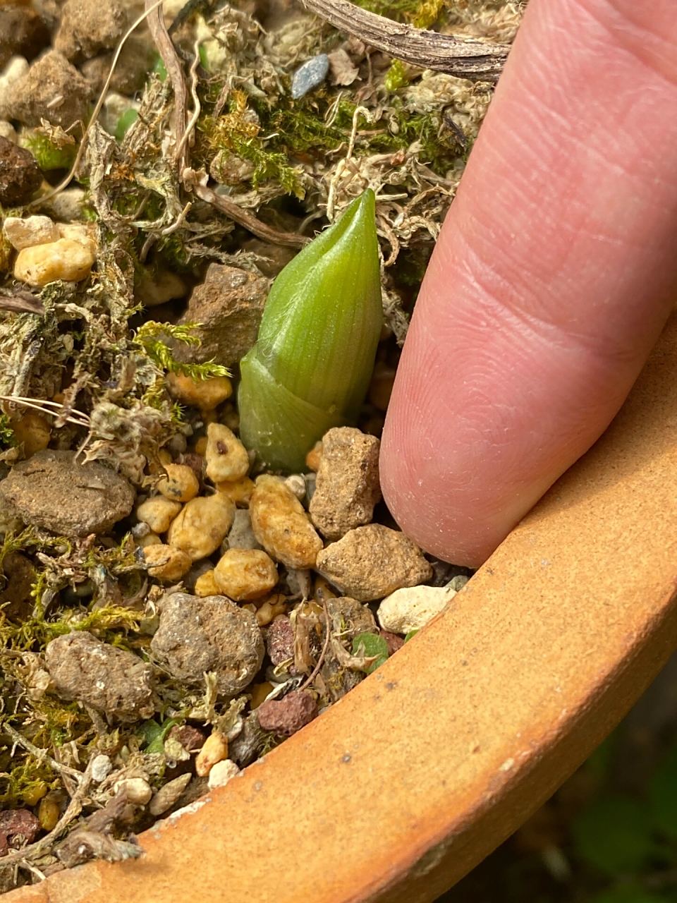 扇脉杓兰 种了三四年了,丛牙签粗细到指头粗,不容易啊