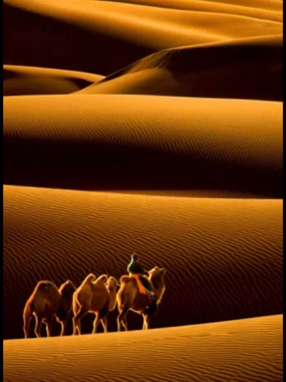 沙漠骆驼霸气版图片