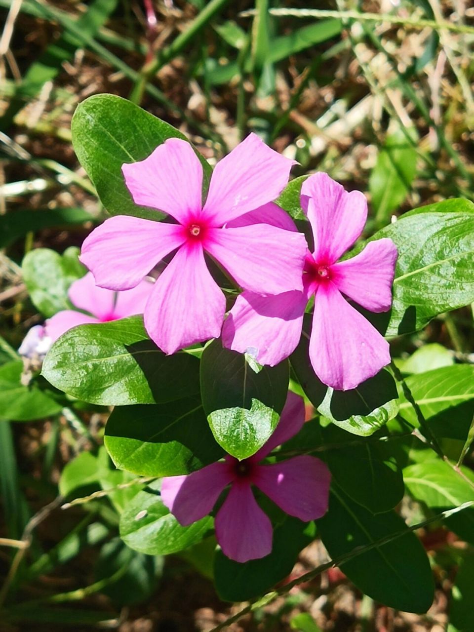 千日红花卉知识 94长春花的别名是:三万花,日日新,日日春,日日草