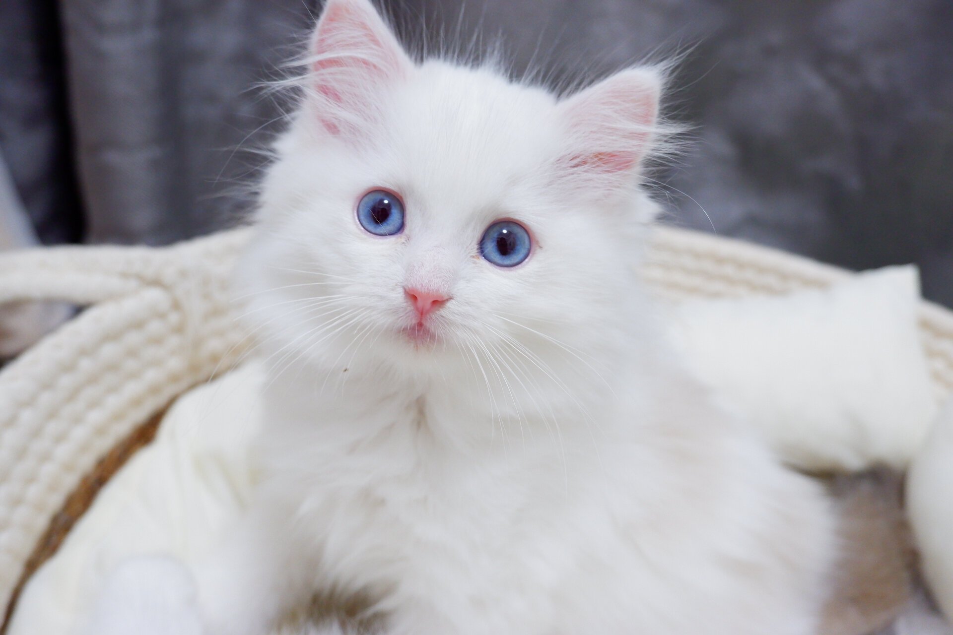 纯白布偶猫 猫爸是海山,猫妈是海双,一胎中唯一一个特殊的白色脸粉色