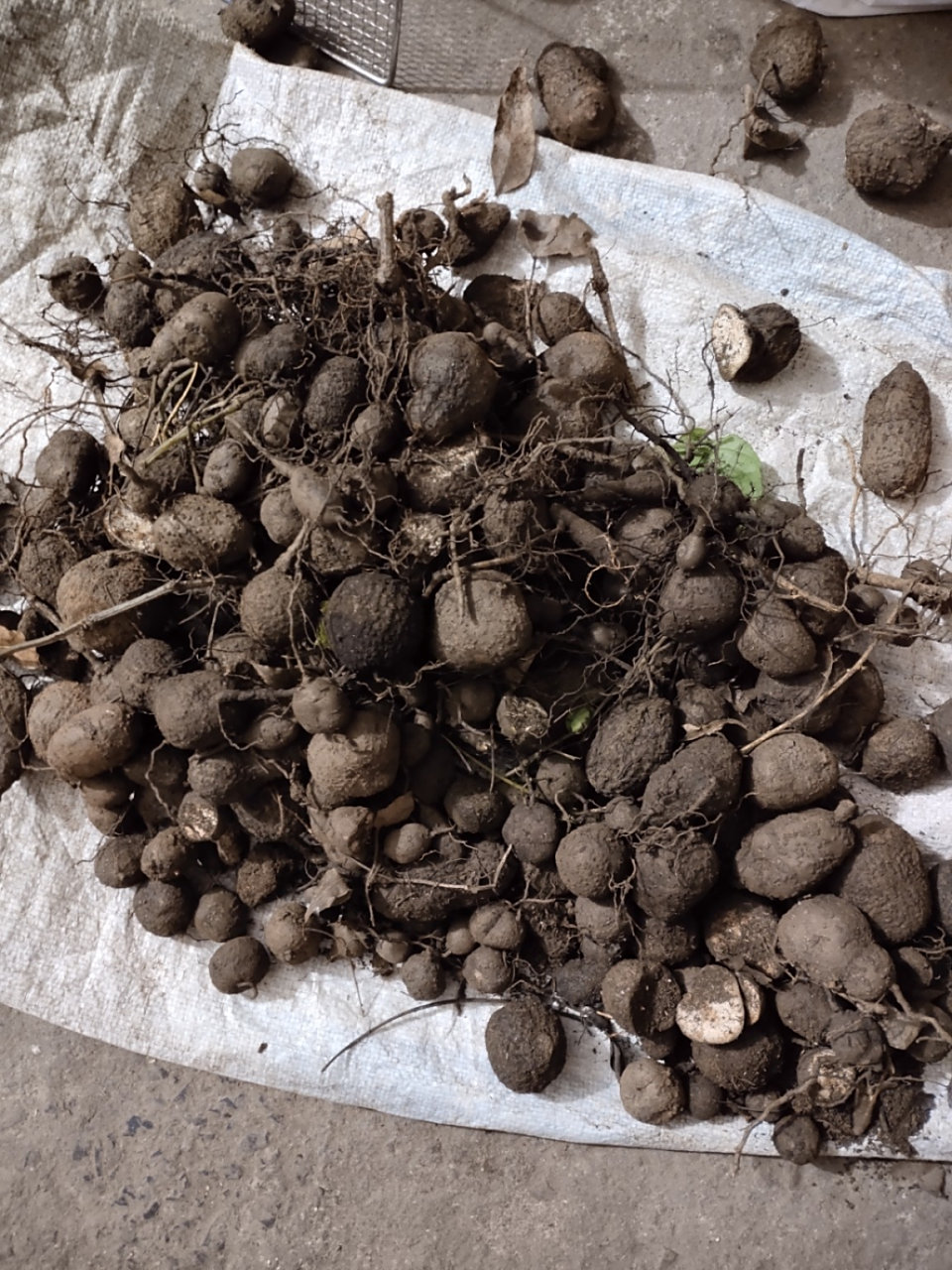 野生三叶青  金线吊葫芦