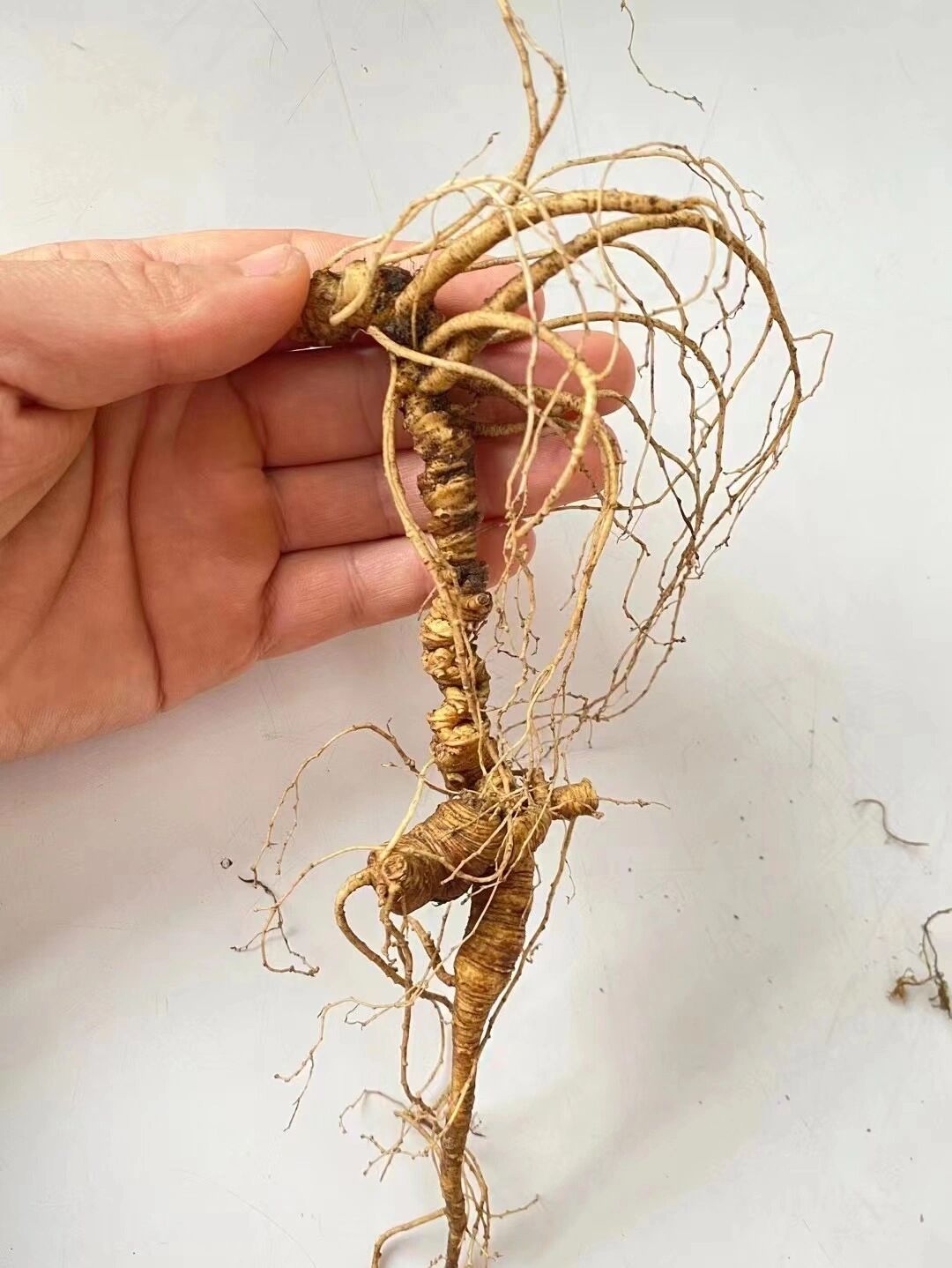 百年山人参 野生百年人参