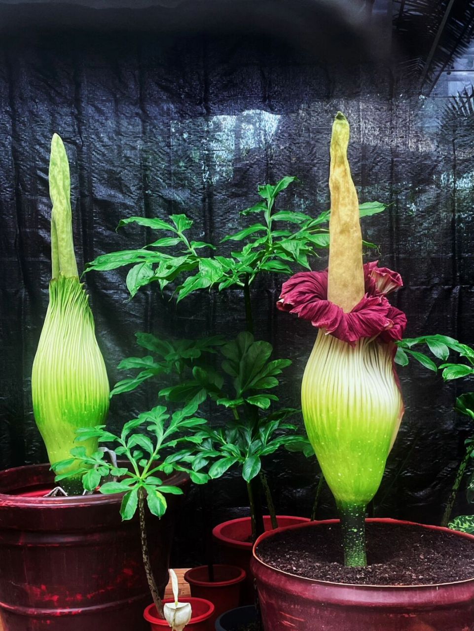 7月22日去的,一个巨魔芋刚开完花,花苞已经是闭合状态,不过还是很美