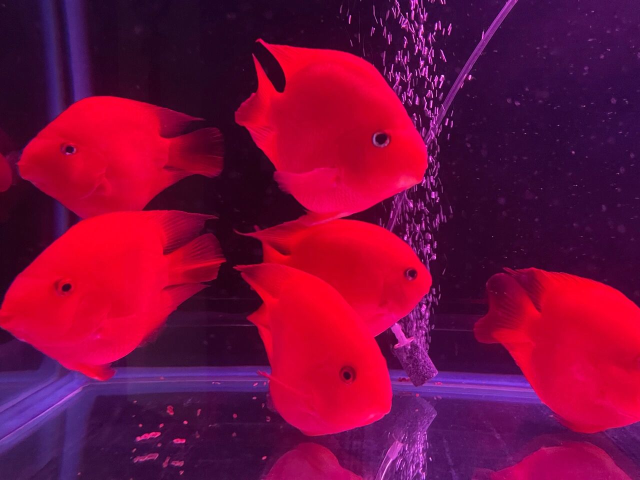 血鹦鹉和元宝区别 元宝鹦鹉鱼:它色彩艳丽,脊背是紫红色的,体侧是玫瑰