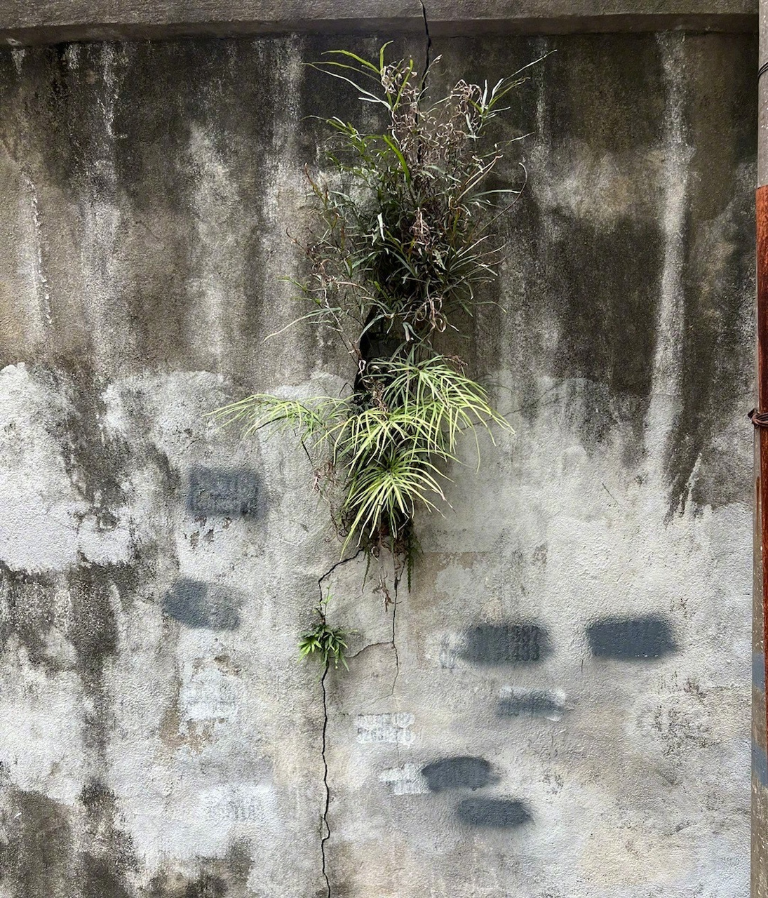 这就是命!比石头还硬!