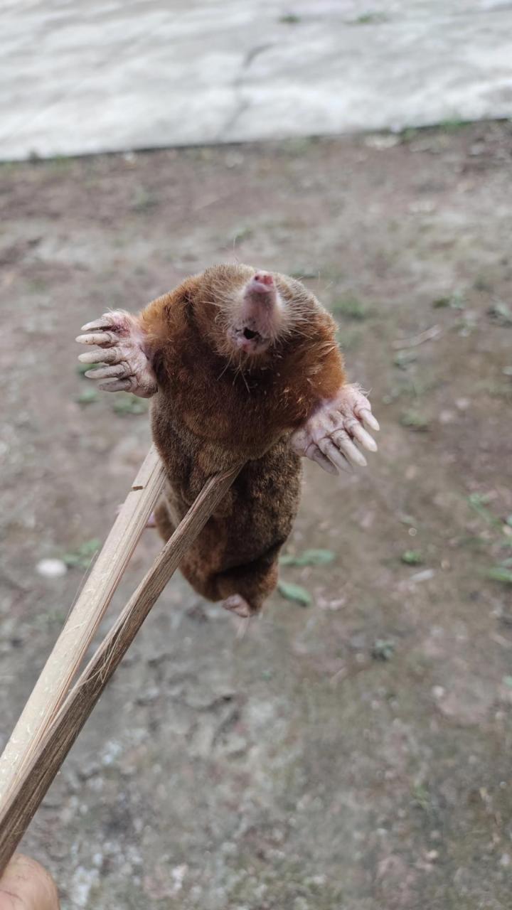 邻居逮住一只不知名的东西,这东西刨地相当快,鼹鼠,喜欢吃蚯蚓.