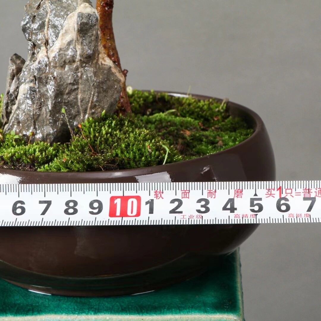 日本岗松(雪松),精品桌面盆景