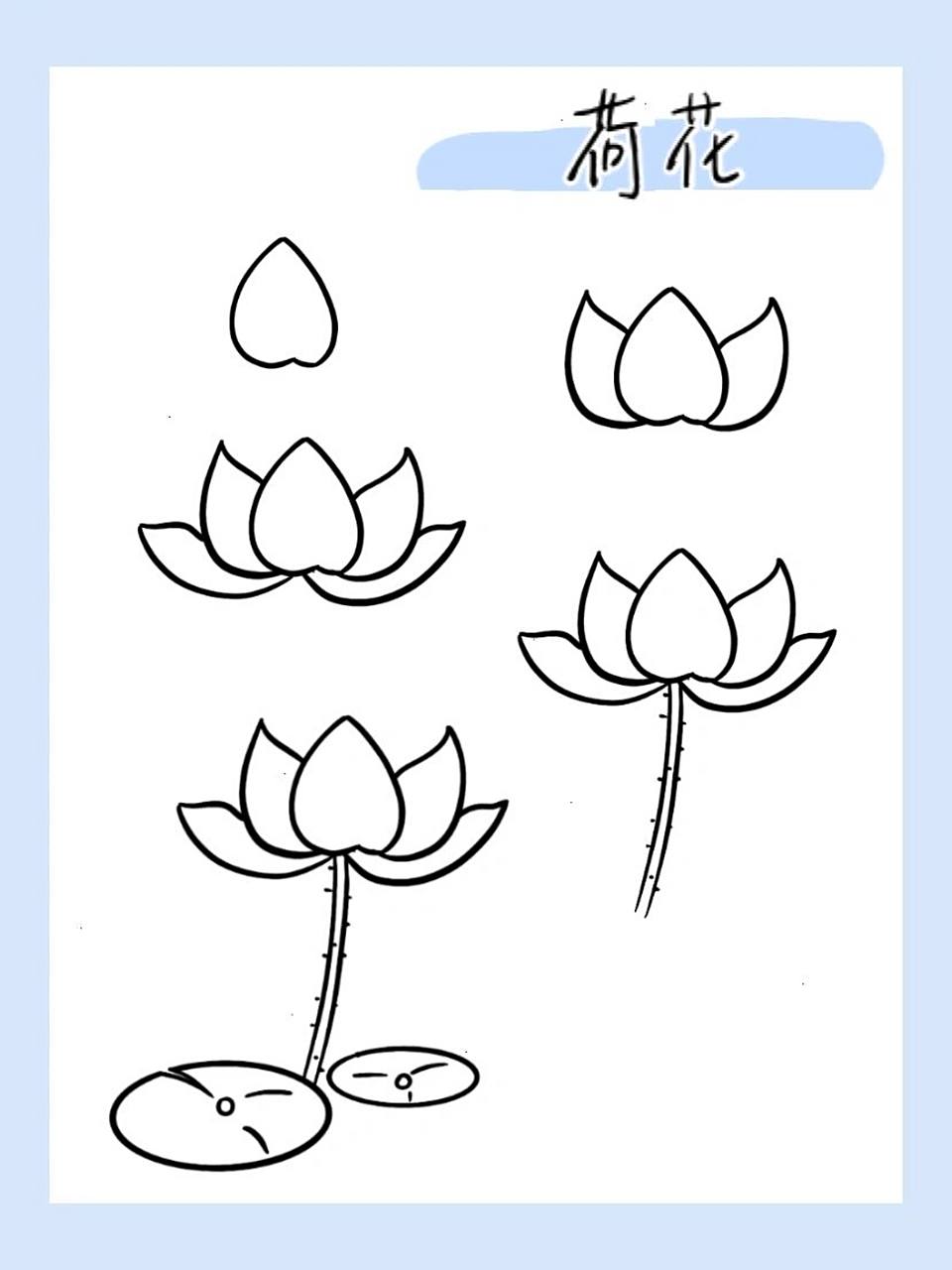 简笔画|荷花38/100 荷花急得 轻轻邹起了眉头 荷花不知道 自己就是