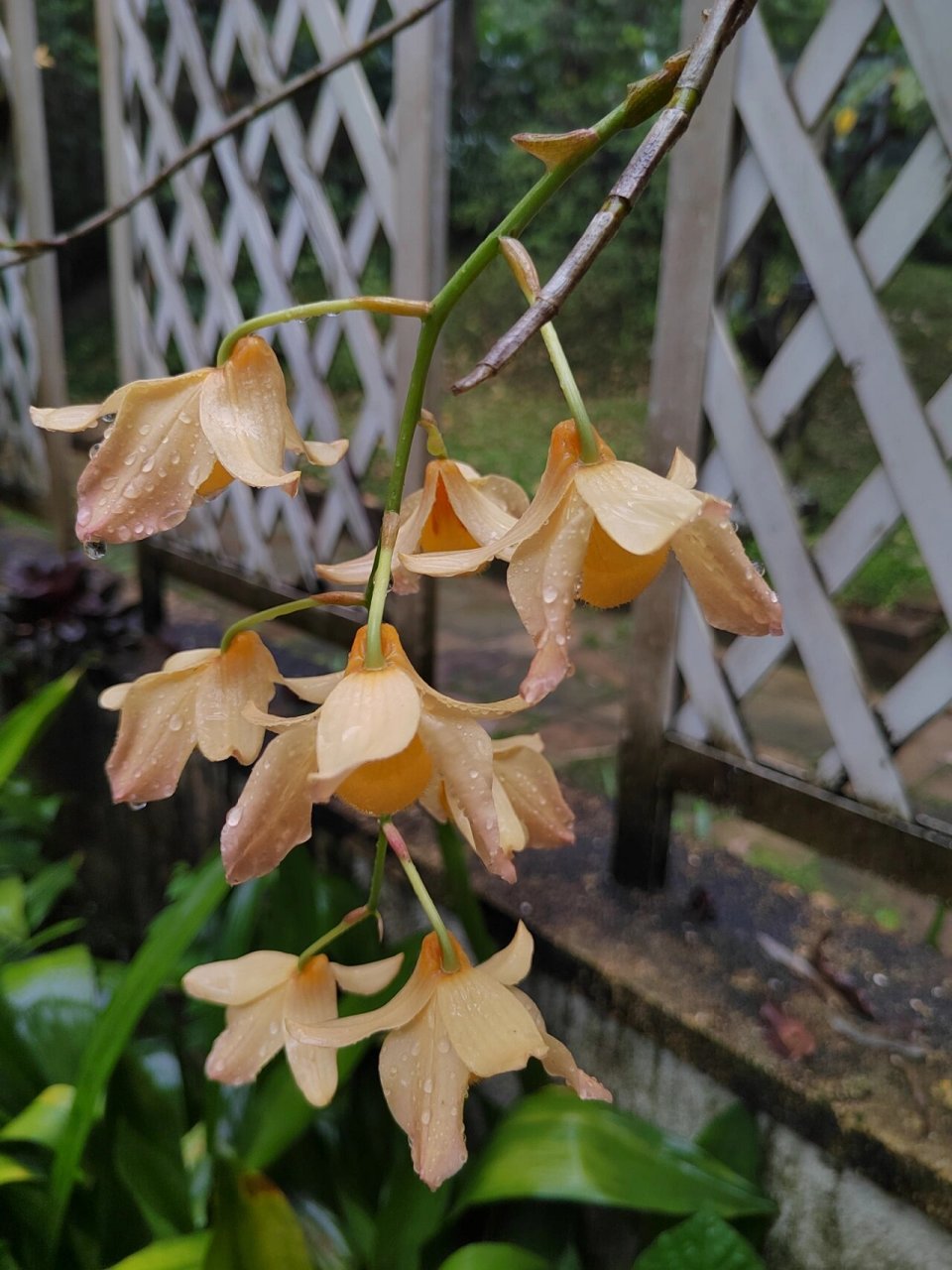 杓唇石斛 5.21华植兰园